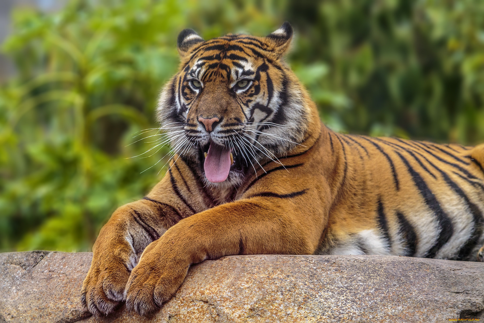 животные, тигры, тигр