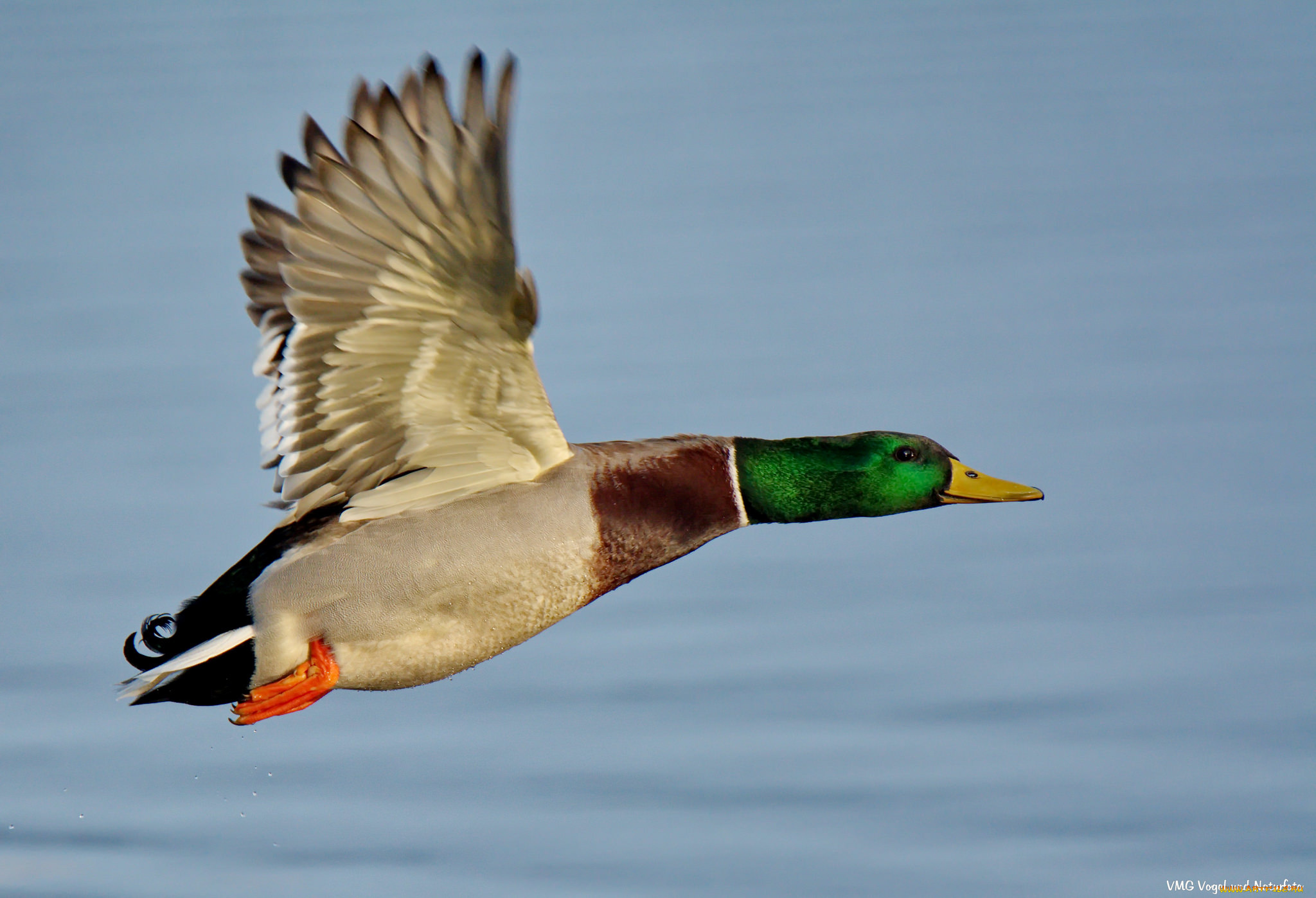 животные, утки, летит, утка