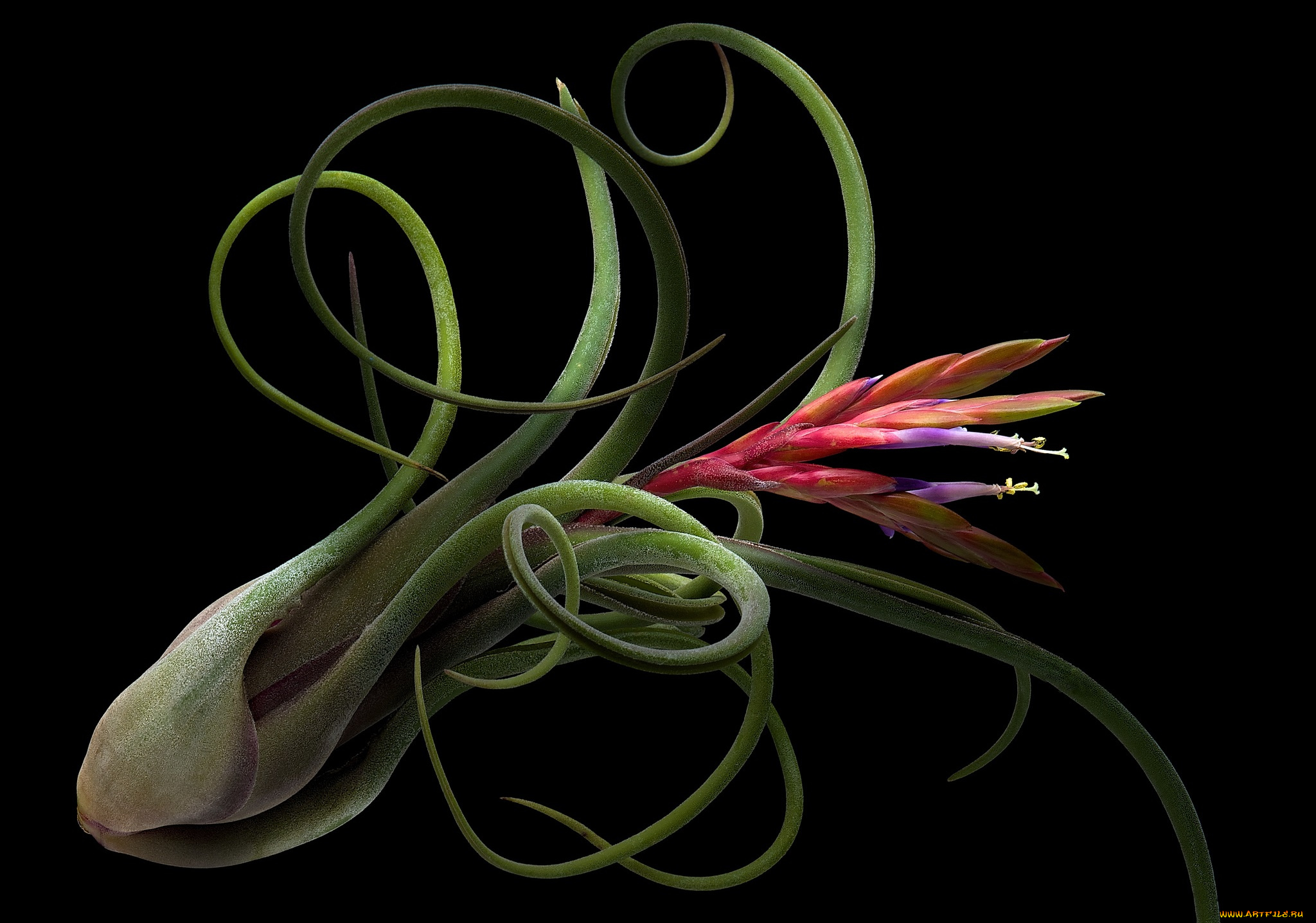 цветы, черный, цветок, фон