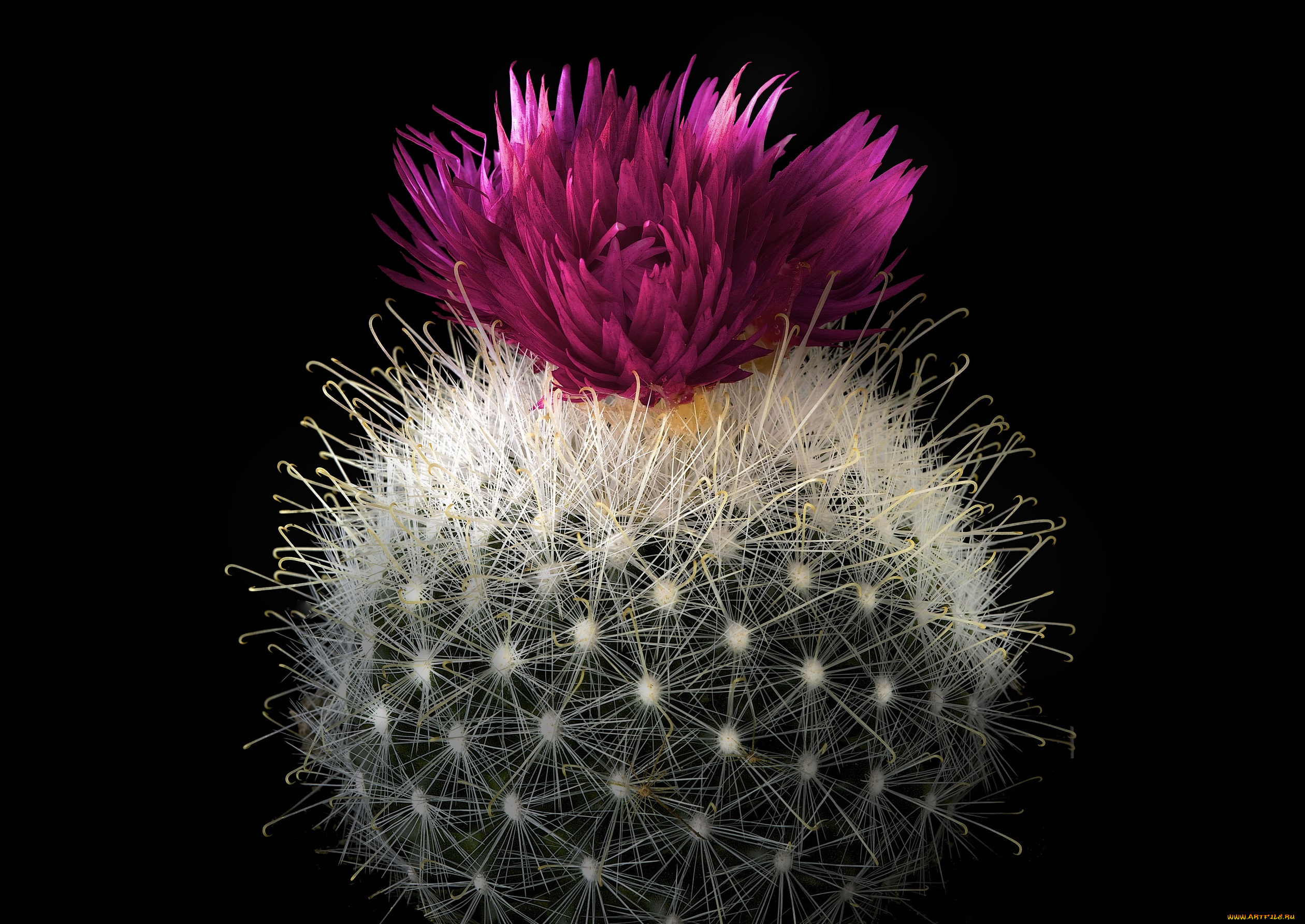 цветы, кактусы, кактус, цветок, колючки