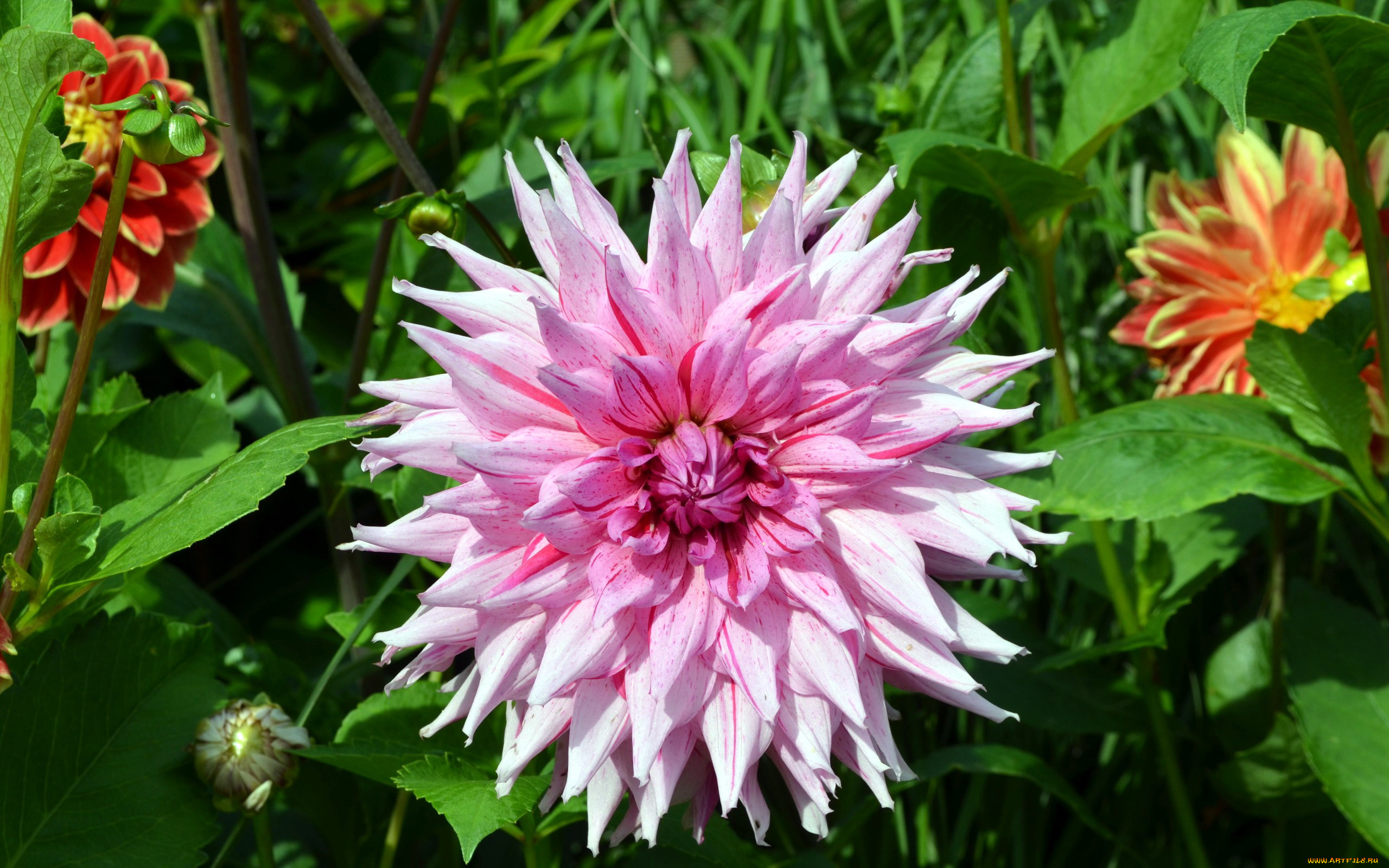 цветы, георгины, пестрый