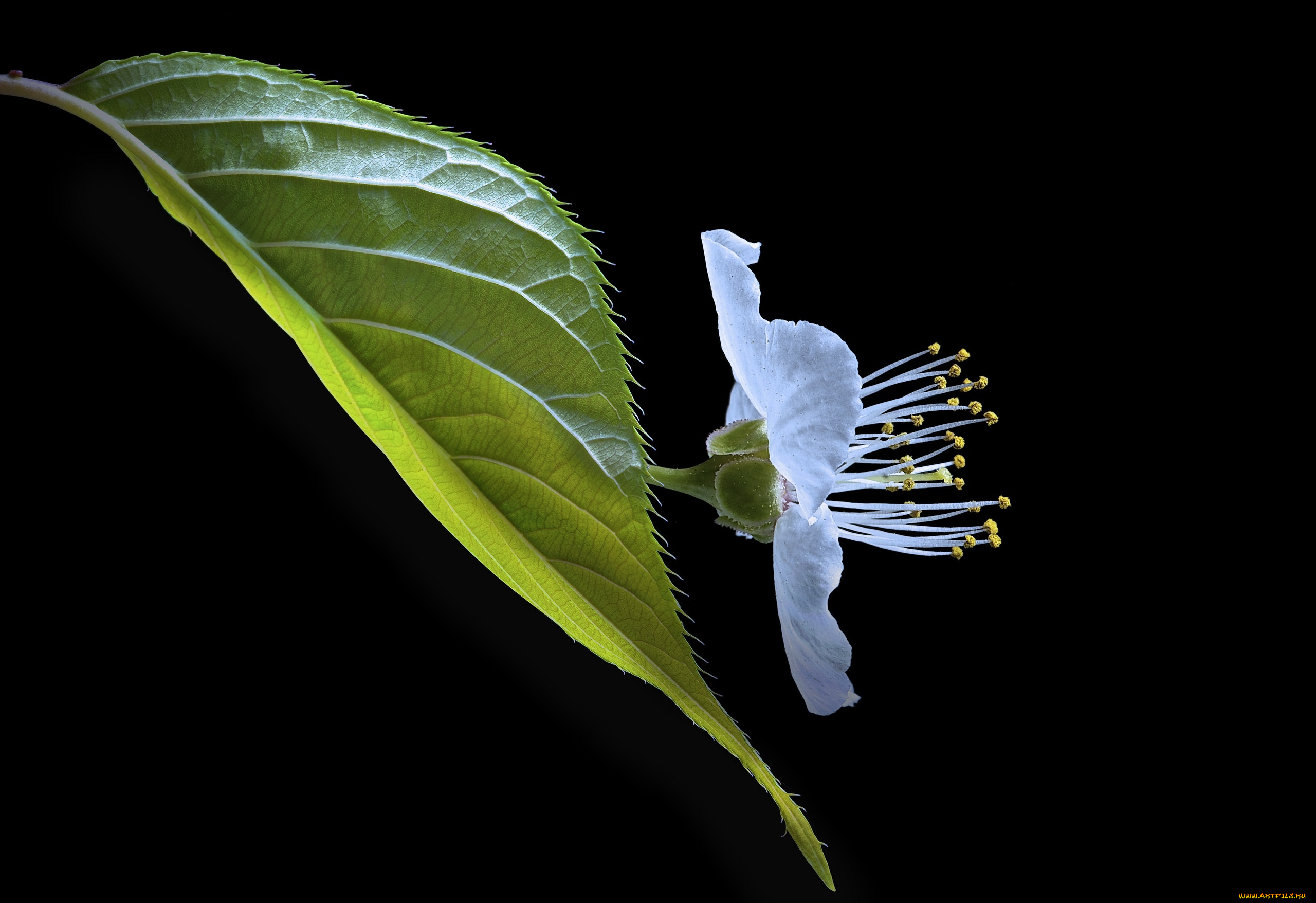 цветы, сакура, , вишня, черный, макро, фон, лист, вишня, цветок