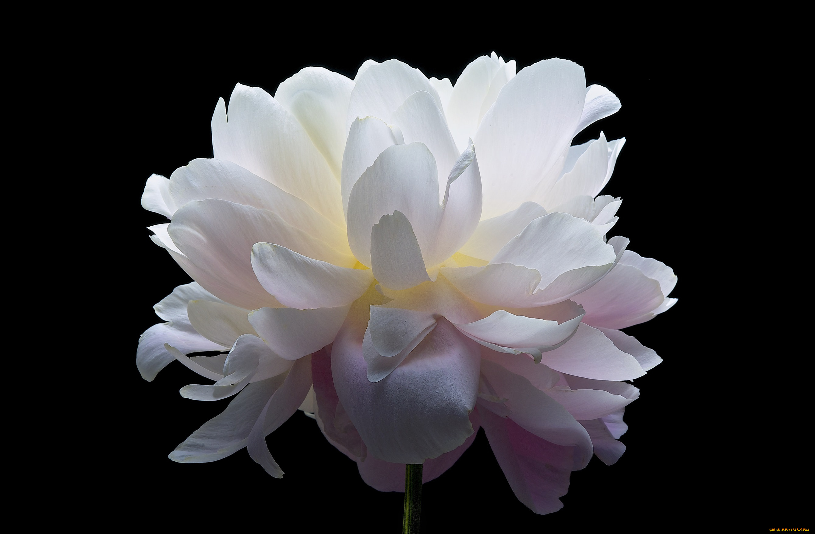 цветы, пионы, макро, розовый, бутон, пион