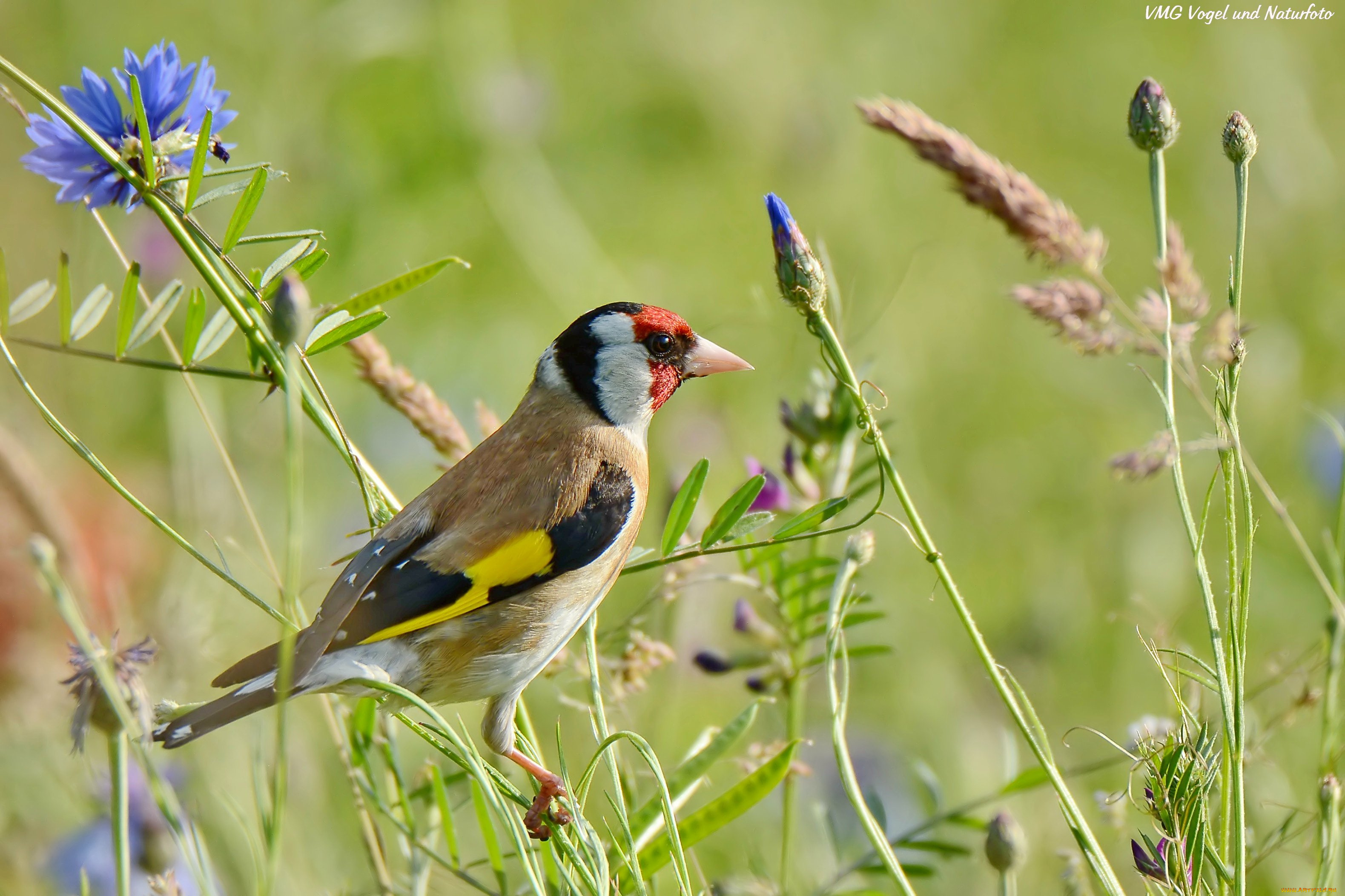 животные, щеглы, , чижи, цветы, луг, птица