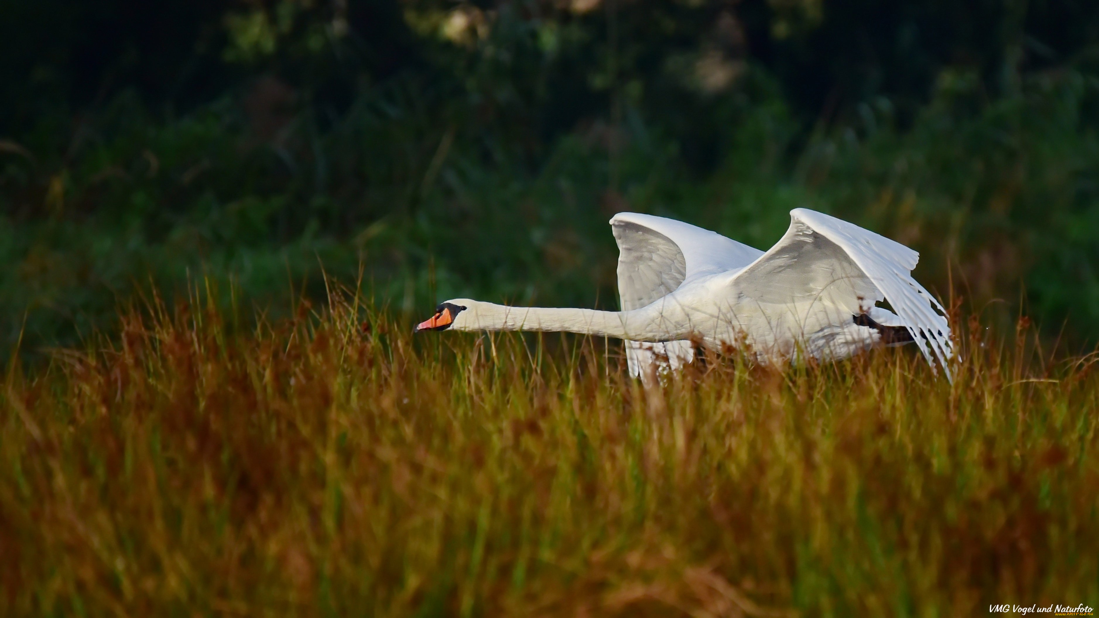 животные, лебеди, лебедь