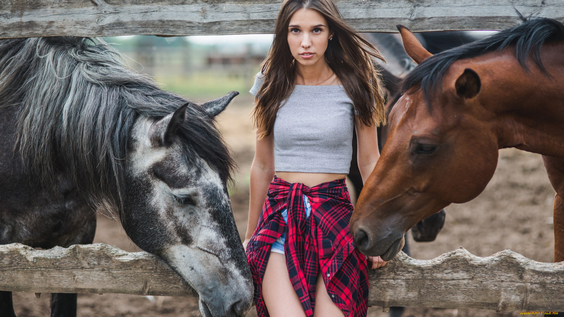 девушки, -unsort, , брюнетки, , шатенки, девушка, взгляд, лошади, забор