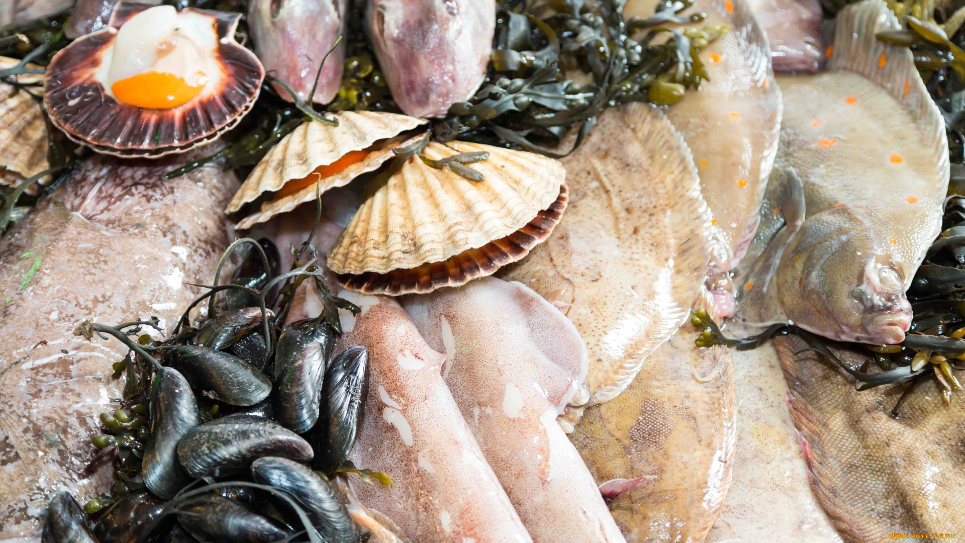 еда, рыба, , морепродукты, , суши, , роллы, мидии, устрицы