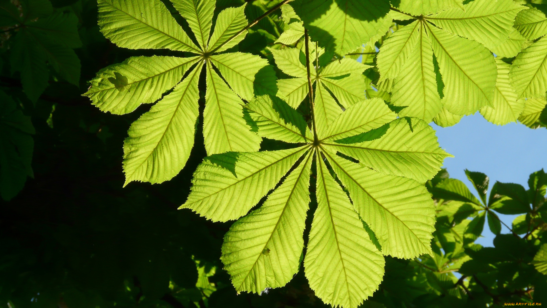 природа, листья, лето, каштан