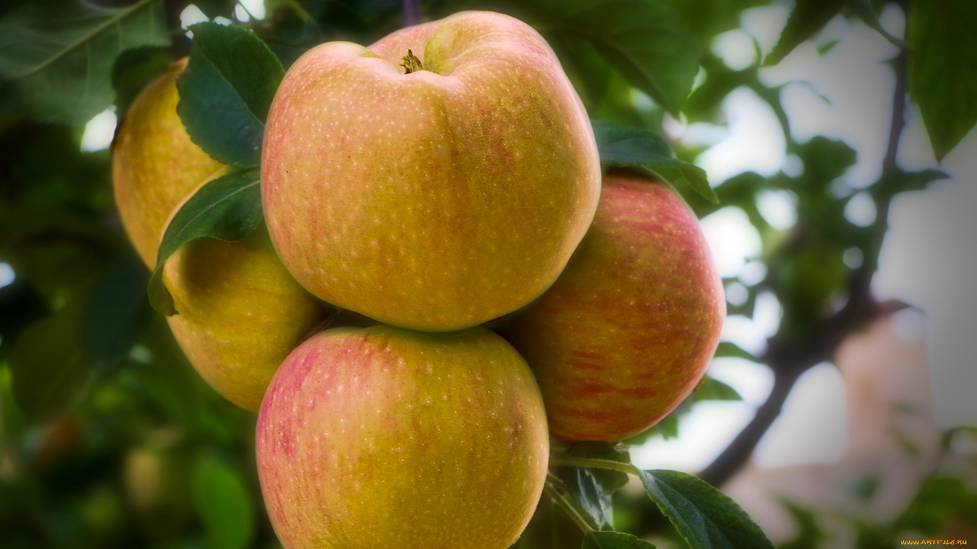 природа, плоды, яблоки