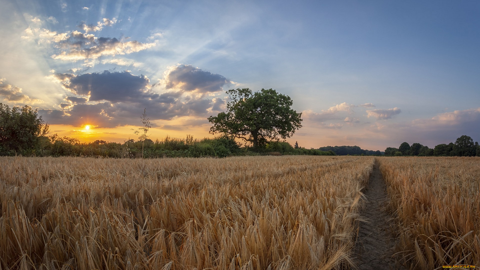 природа, поля, простор