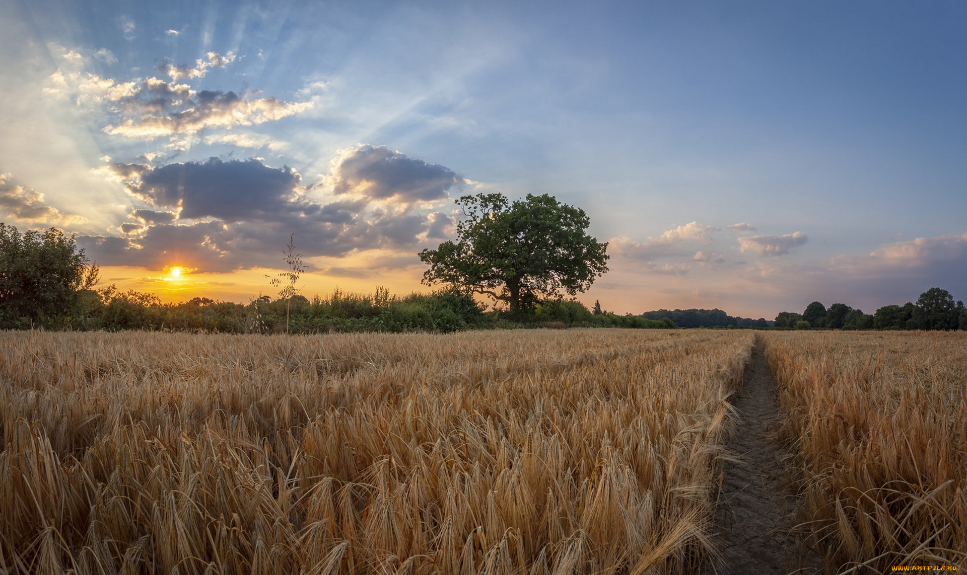 природа, поля, простор