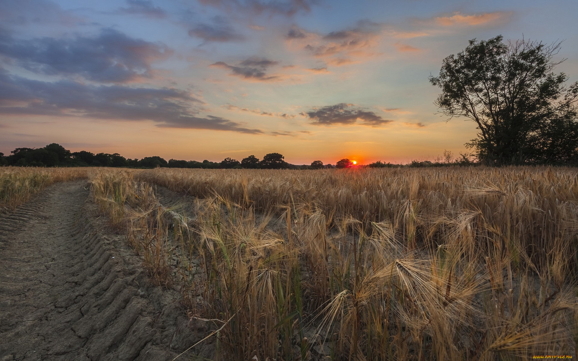 природа, поля, простор