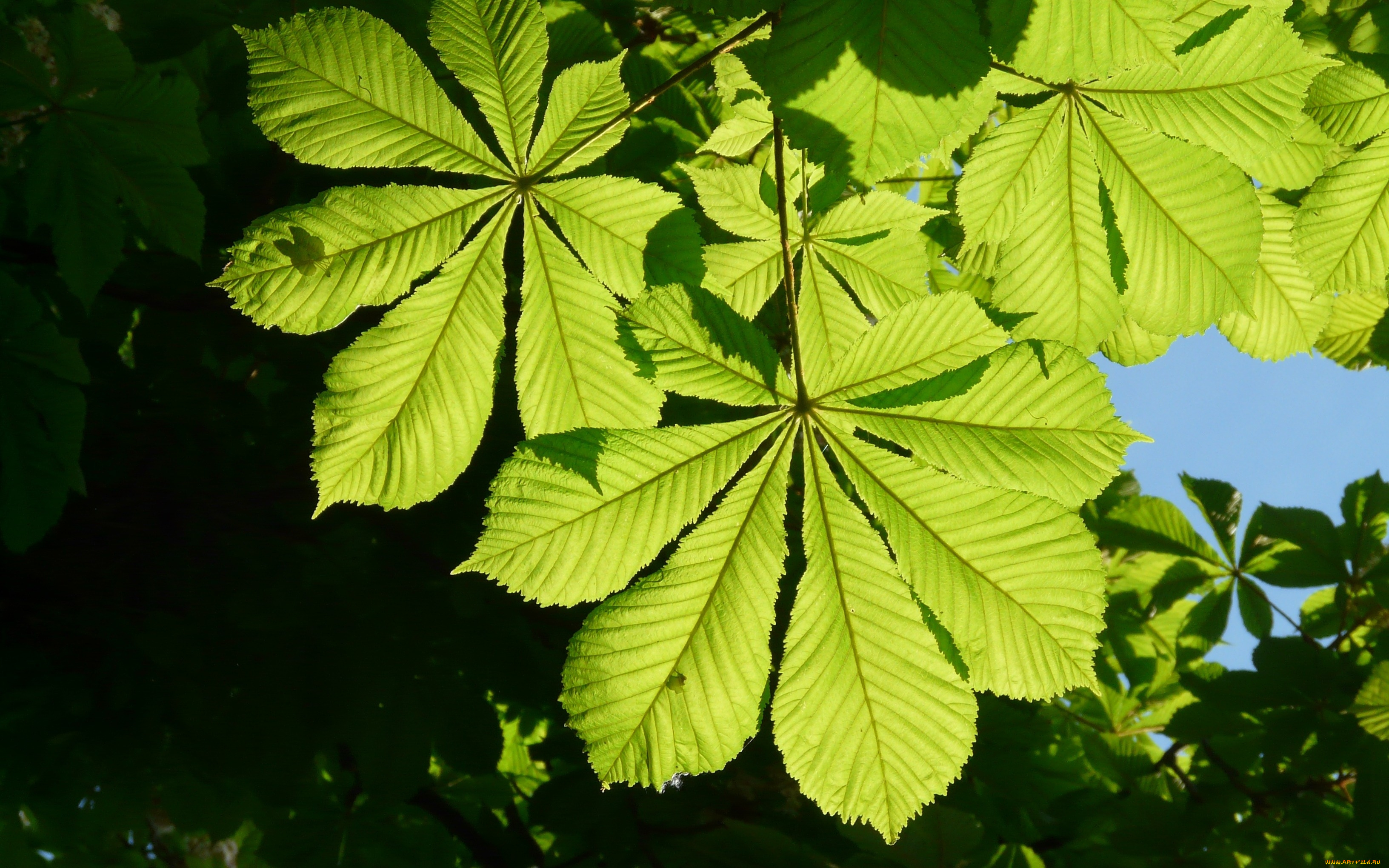 природа, листья, лето, каштан