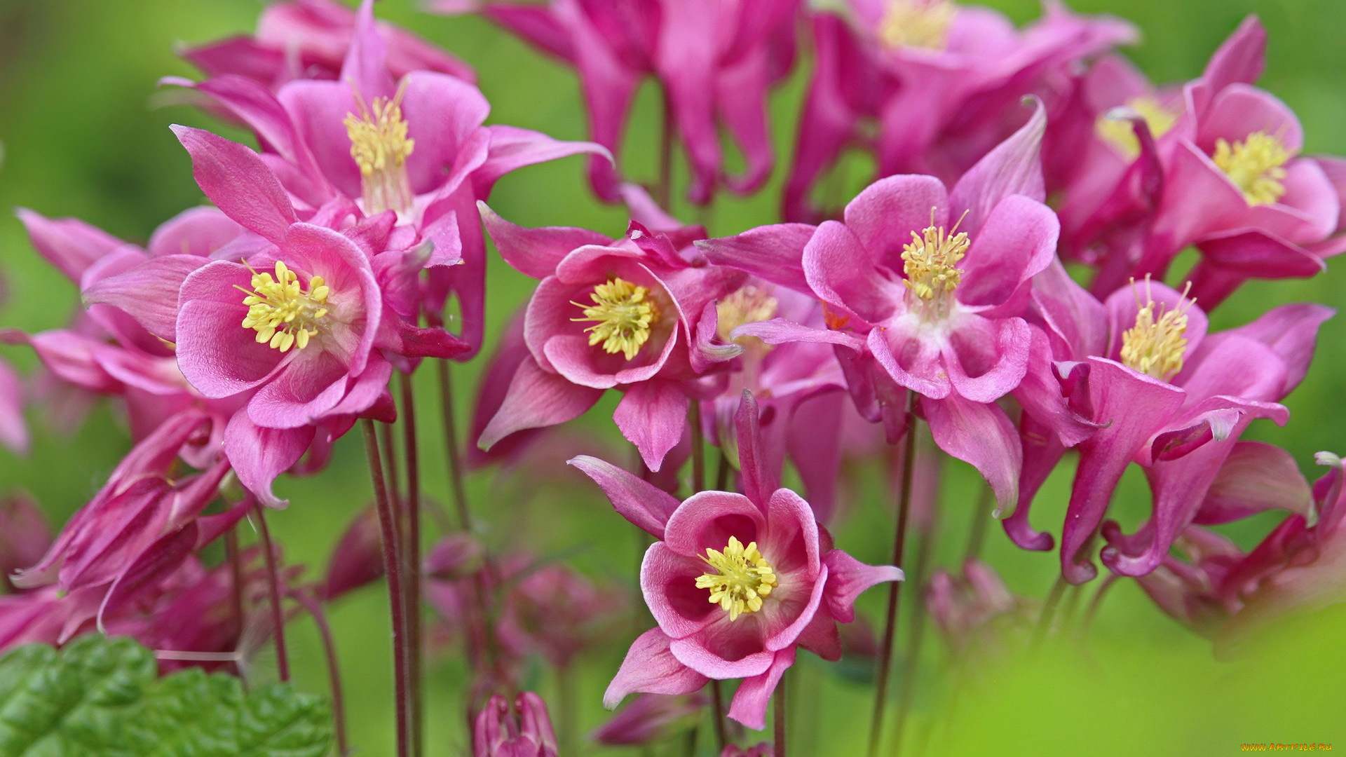 цветы, аквилегия, , водосбор, розовый