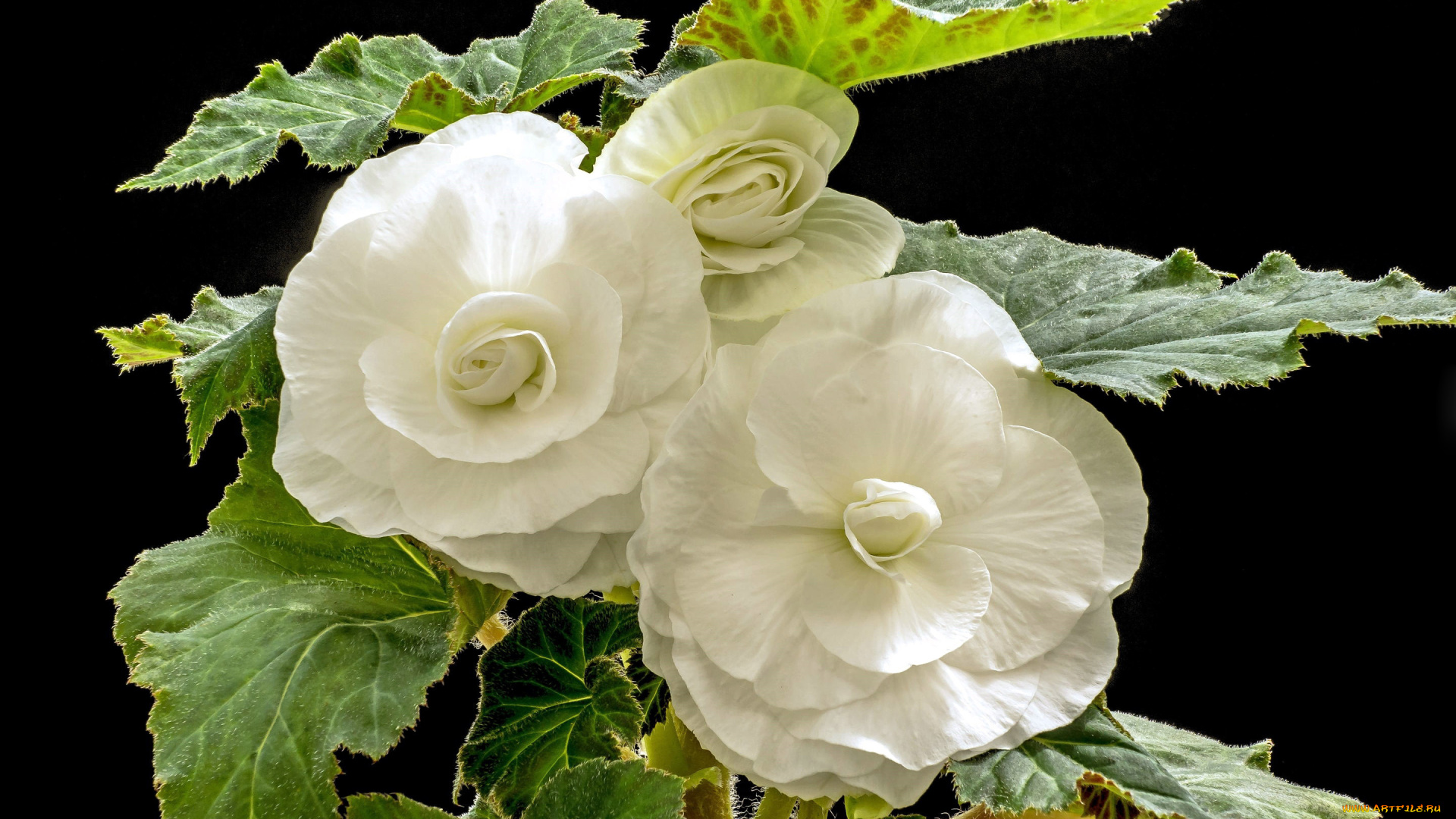 цветы, бегония, белый