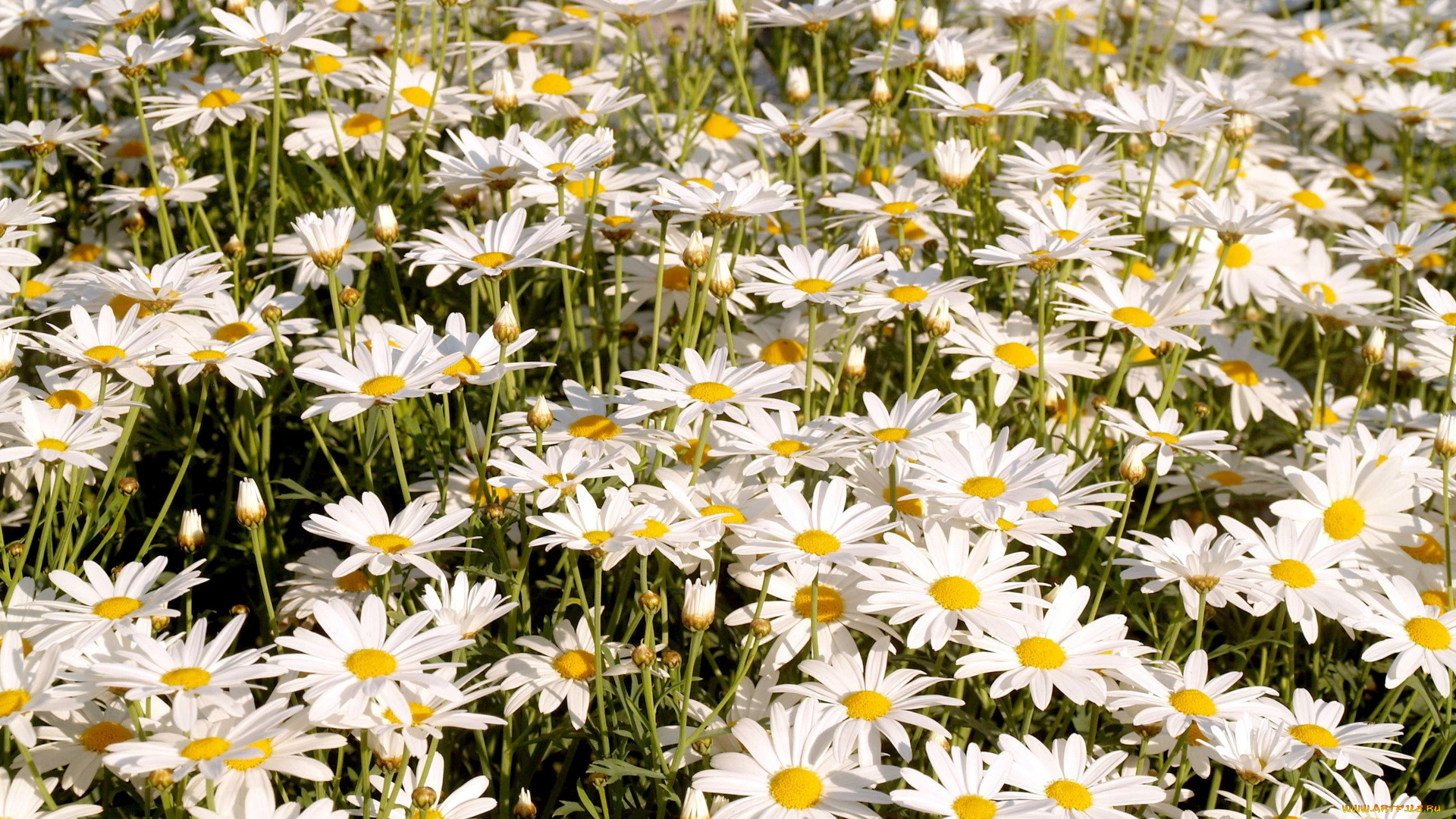 цветы, ромашки, белый