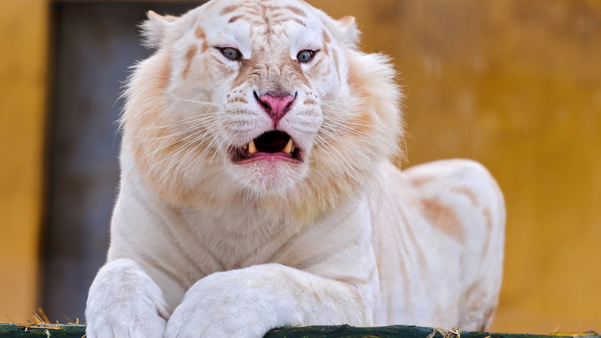 тигр, альбинос, животные, тигры, тигр, альбинос, белый, аномалия, хищник, кошачьи, млекопитающие