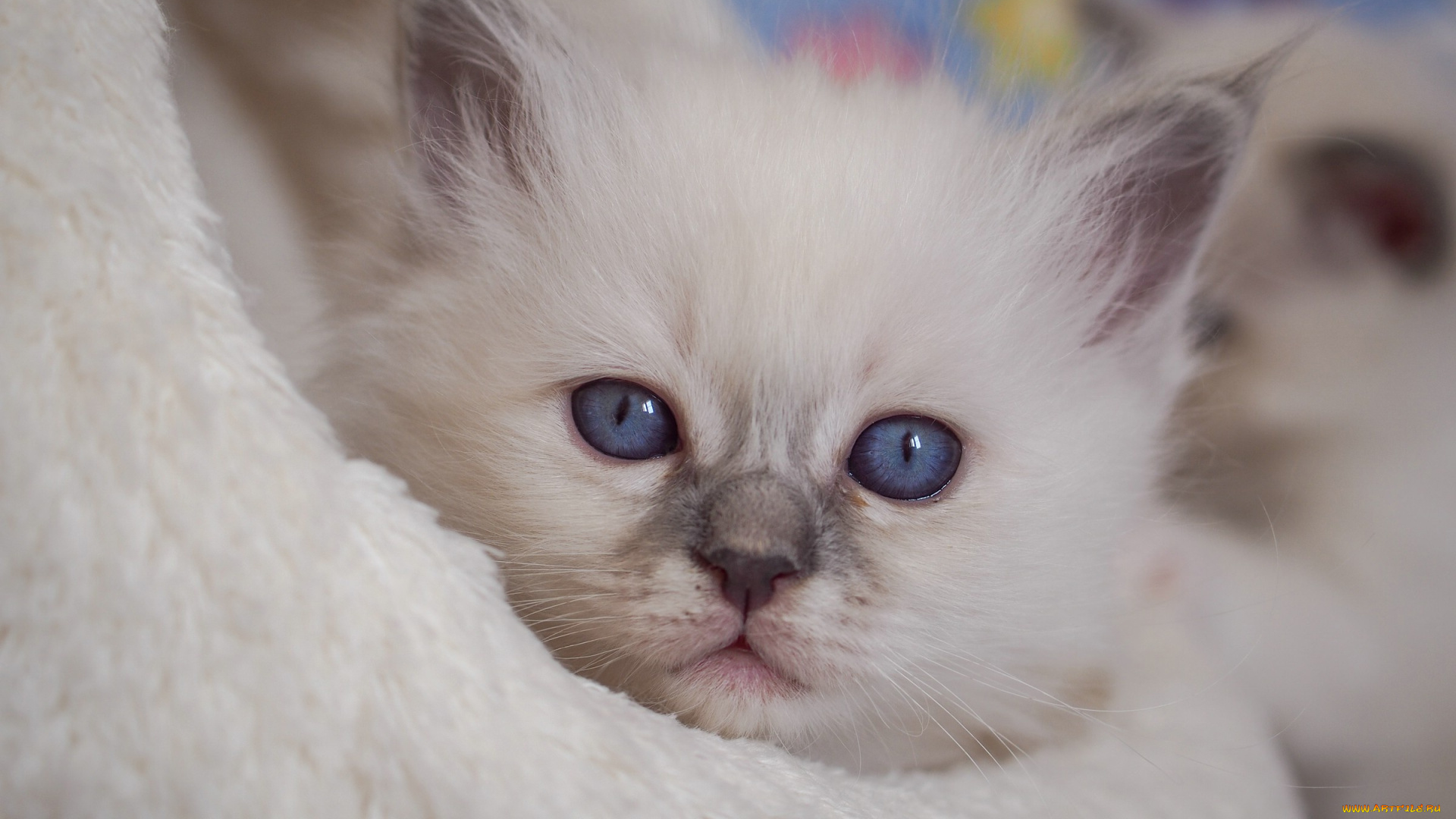 животные, коты, рэгдолл