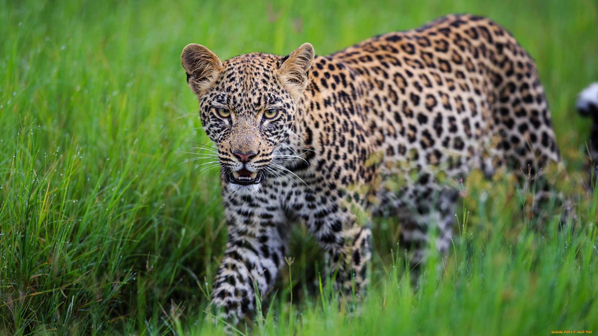 животные, леопарды, леопард