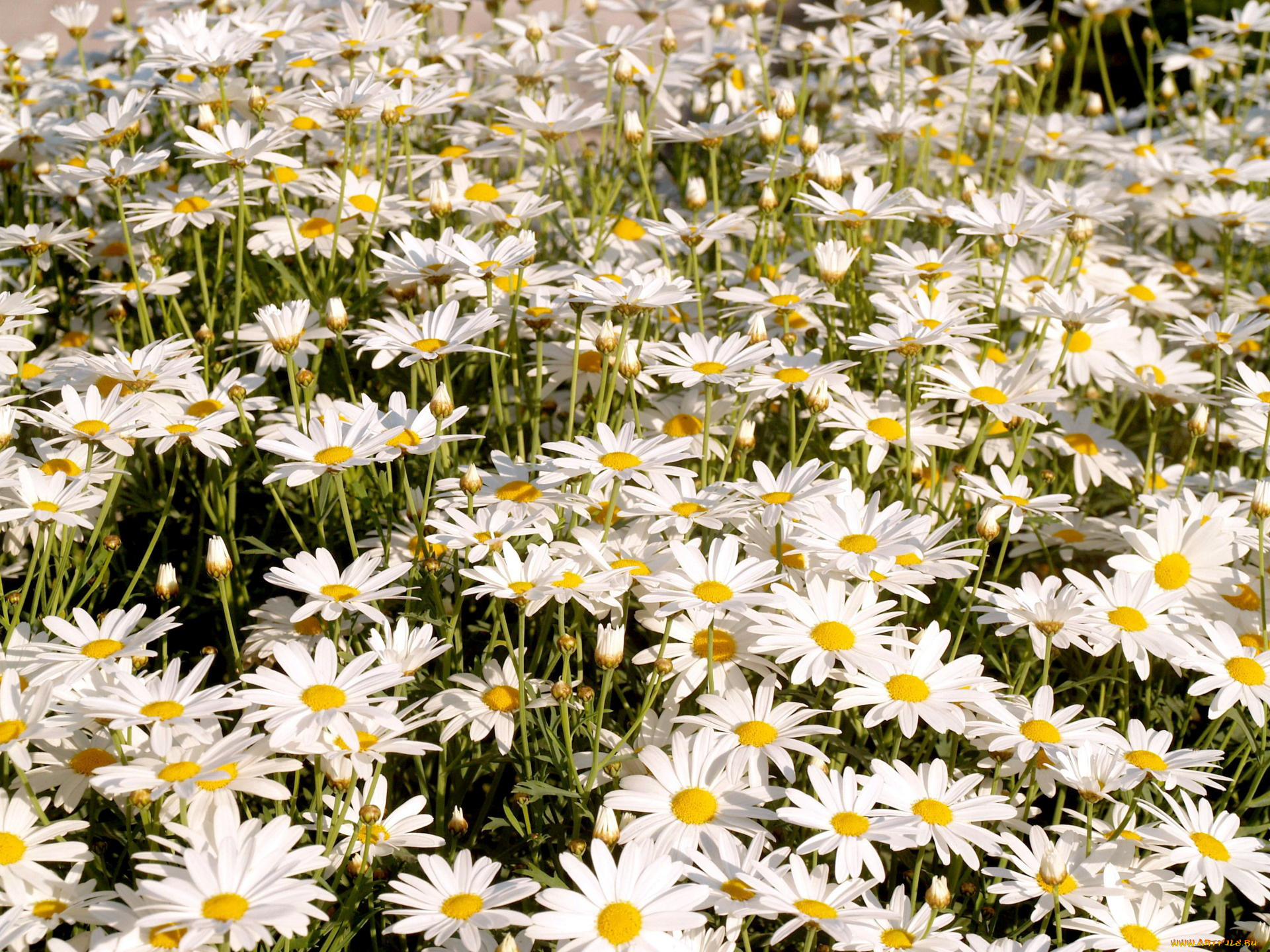 цветы, ромашки, белый