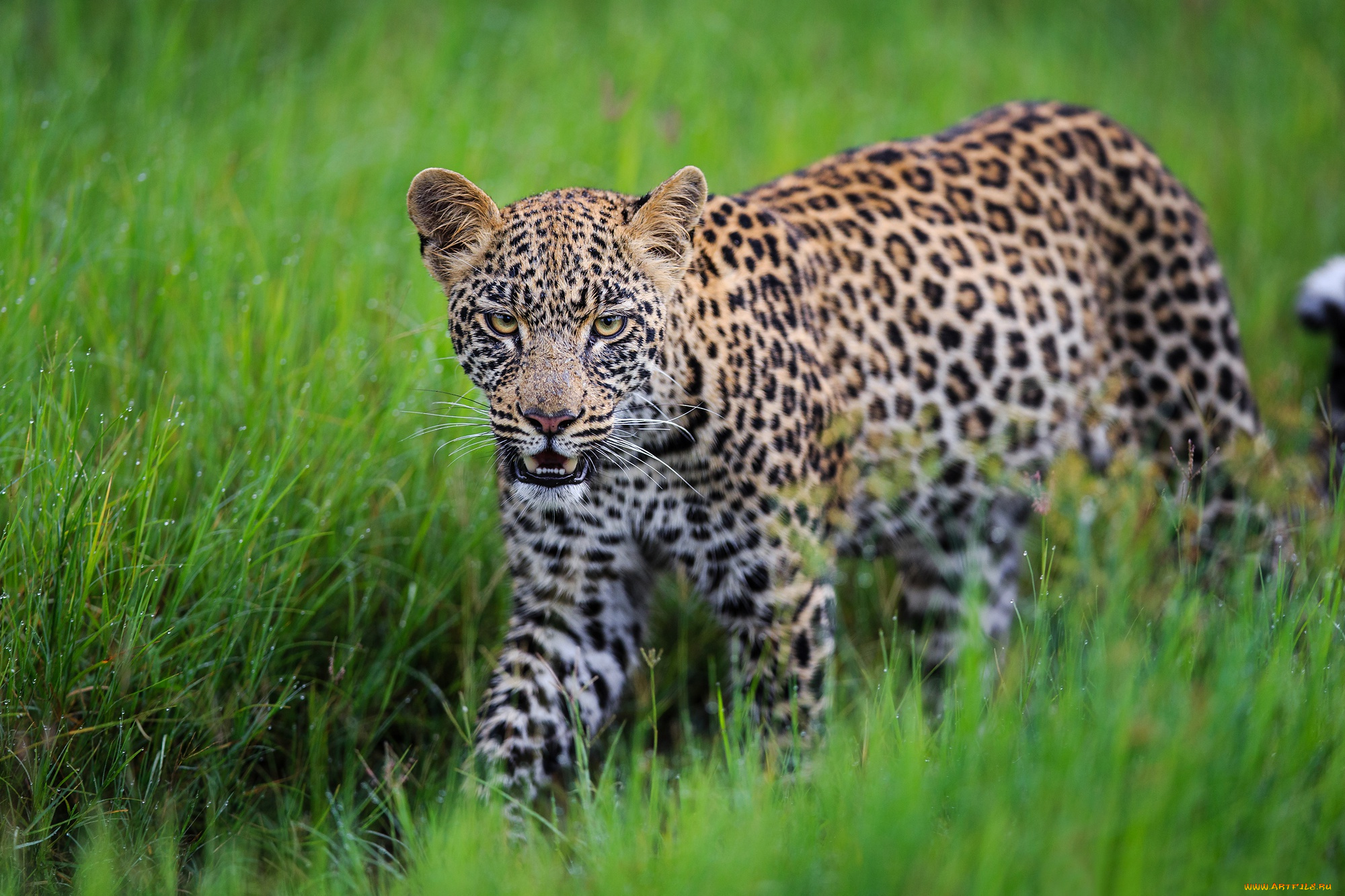 животные, леопарды, леопард