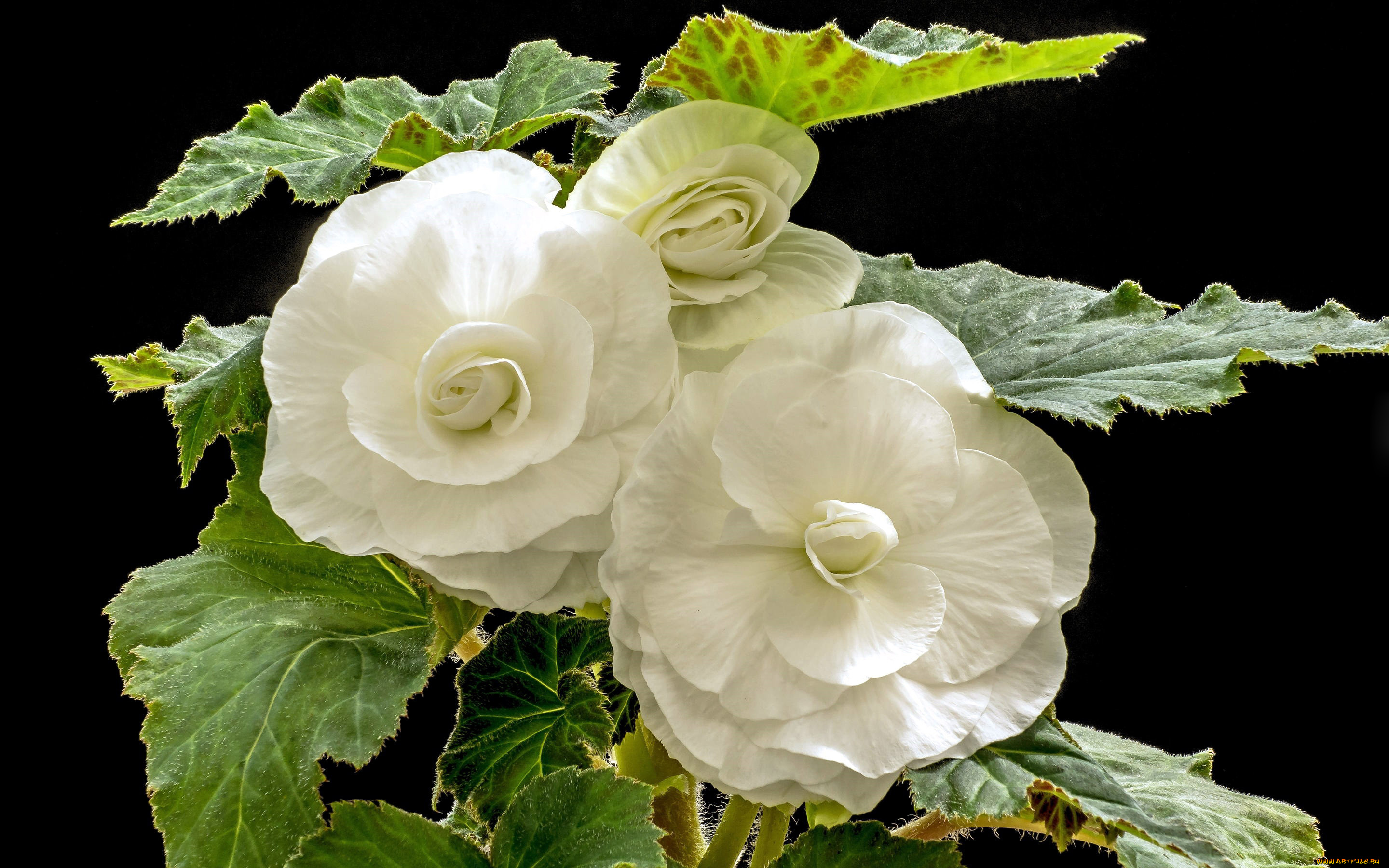 цветы, бегония, белый