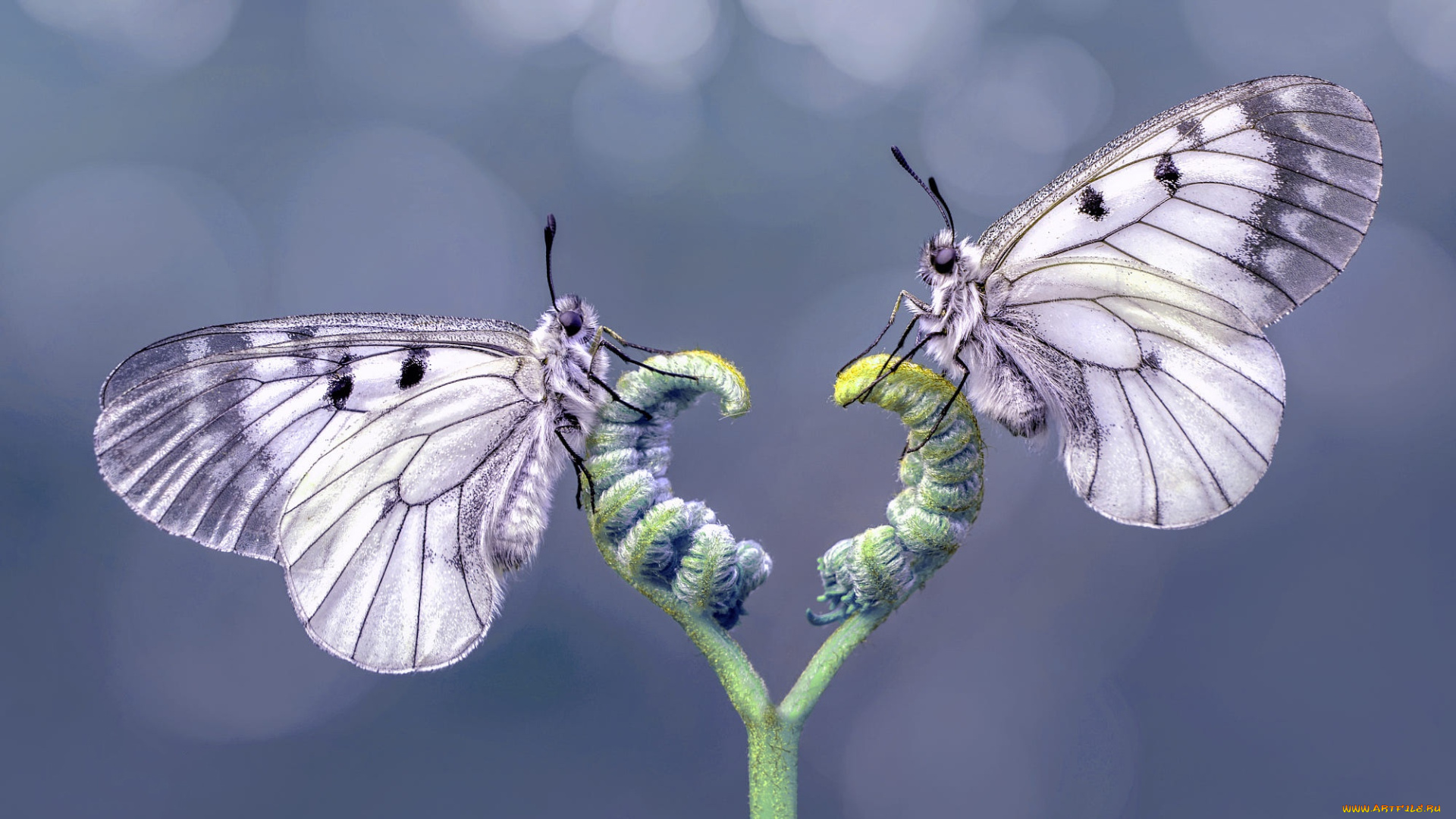 бабочки, животные, , мотыльки, , моли, макро, насекомые, две, растение, серый, фон, парочка