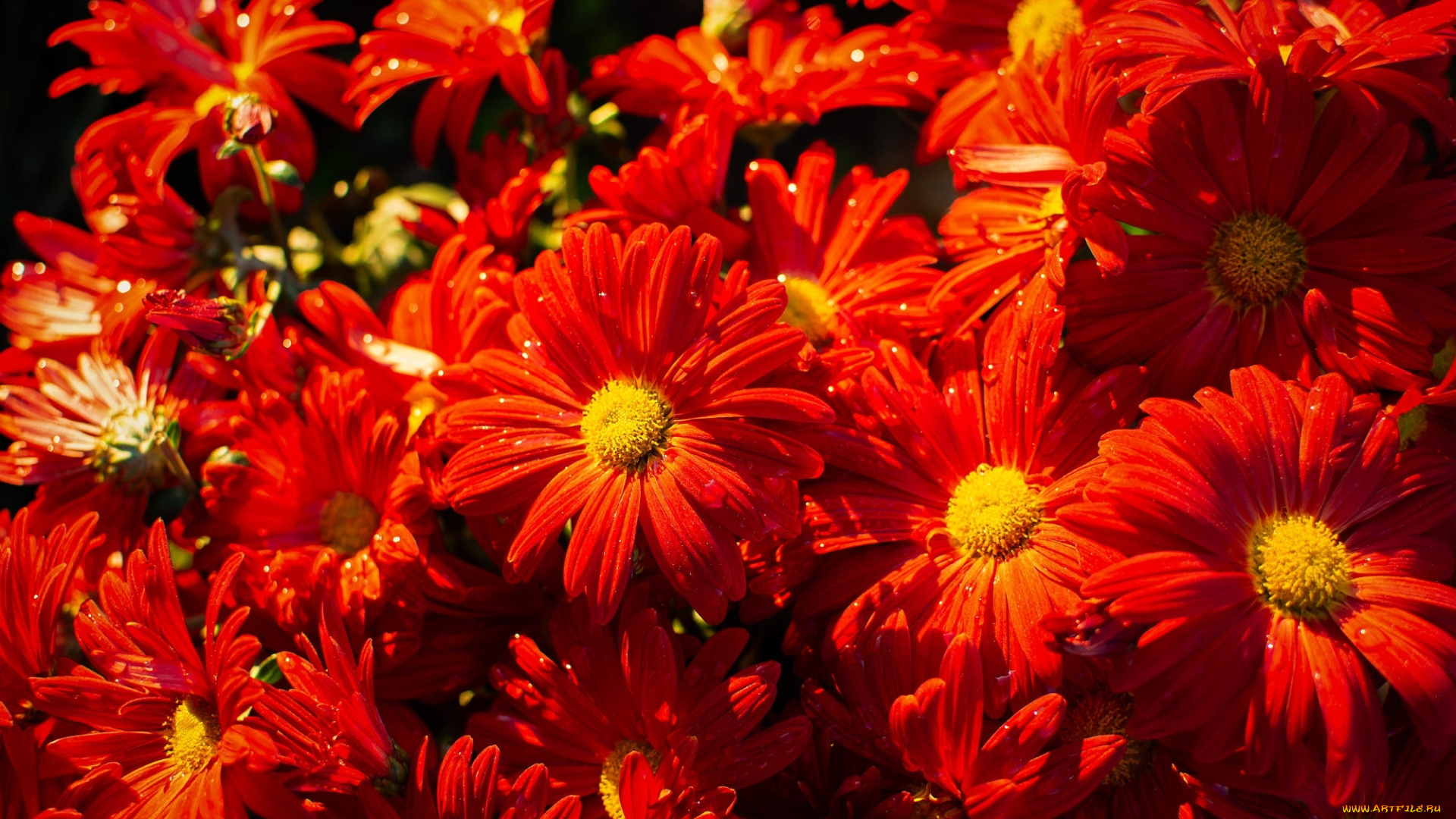 цветы, хризантемы, алые, много
