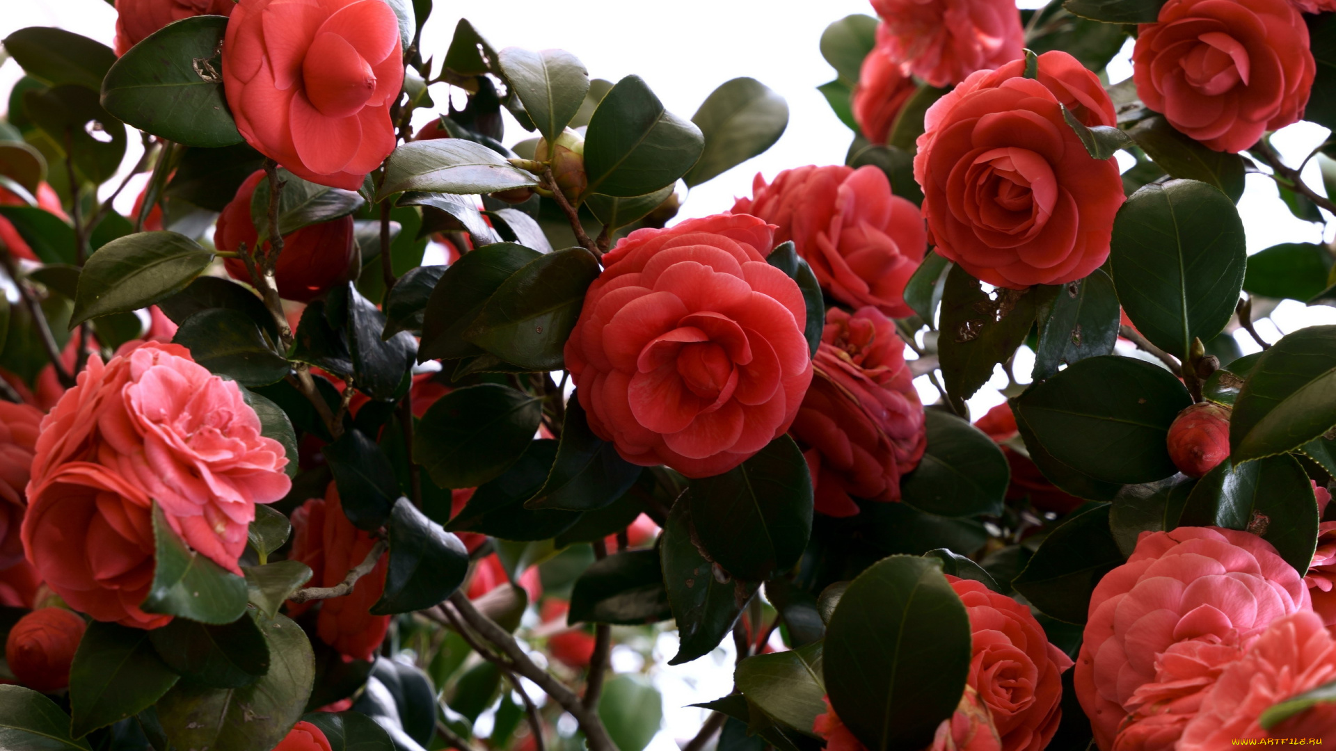 цветы, камелии, куст, красные, много