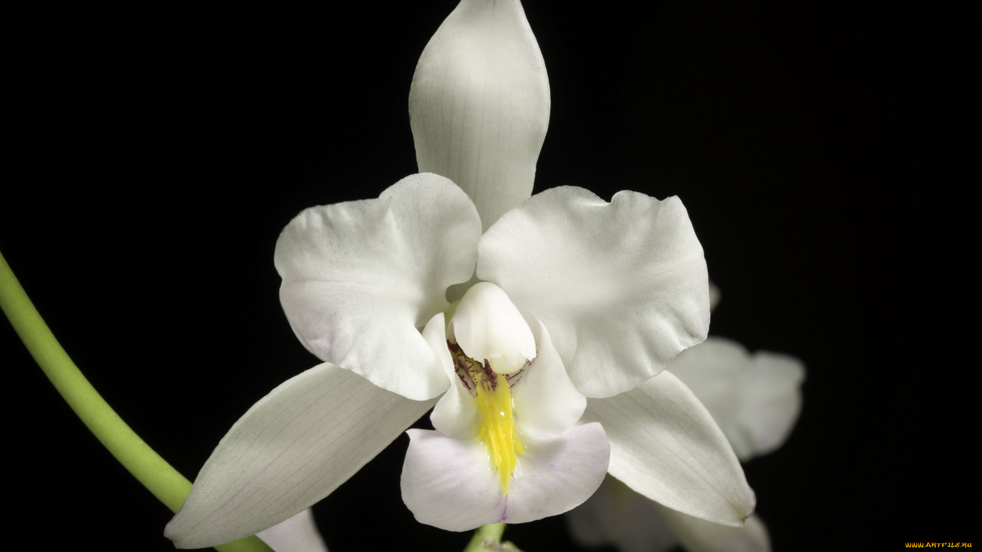 цветы, орхидеи, экзотика, орхидея, белая, макро