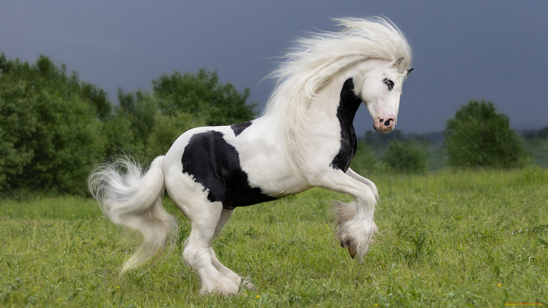 лошадь, животные, лошади, поле, небо, трава, взгляд, морда, природа, поза, конь, грива, кусты, пятнистый, скакун, резвится