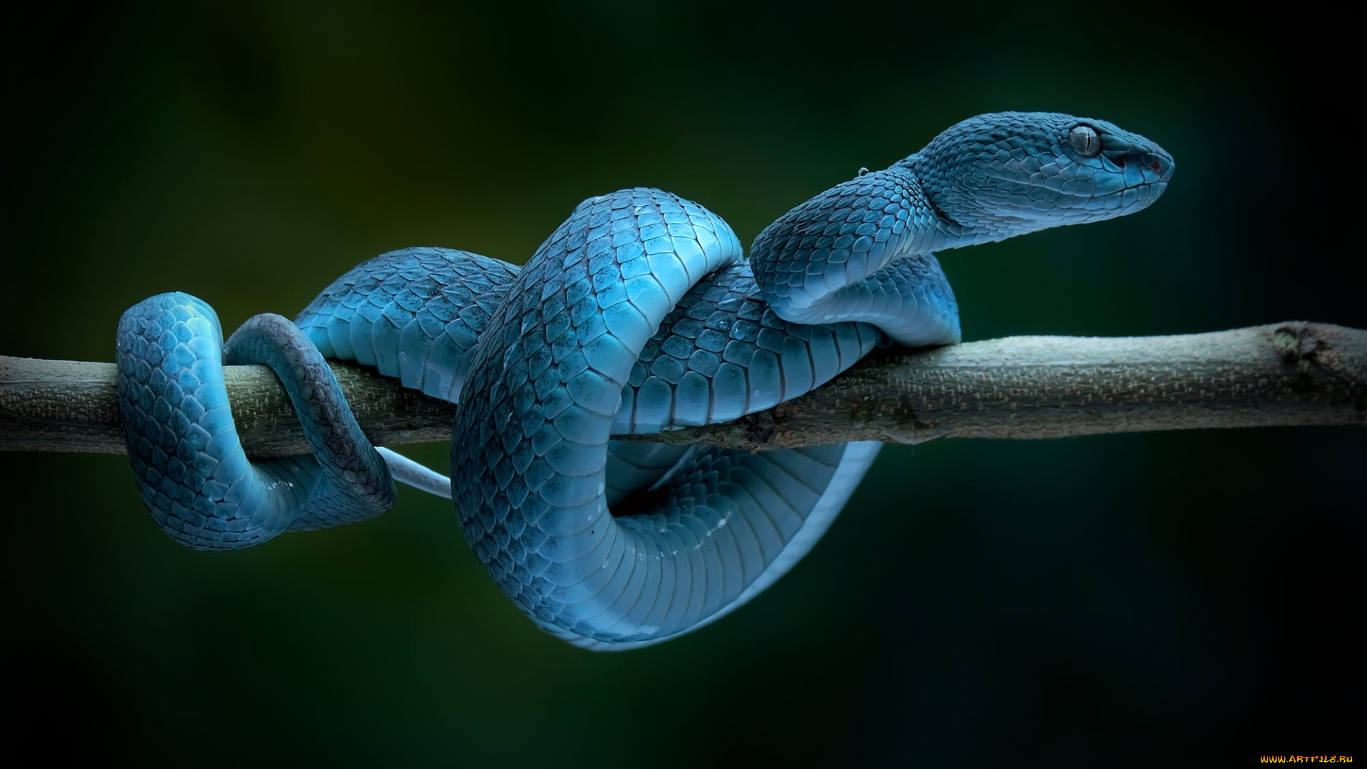 питон, животные, змеи, , питоны, , кобры, темный, фон, змея, ветка, синяя, голубая