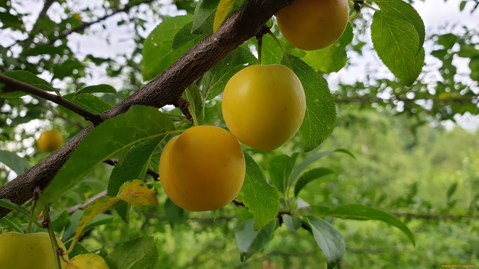 природа, плоды, абрикосы