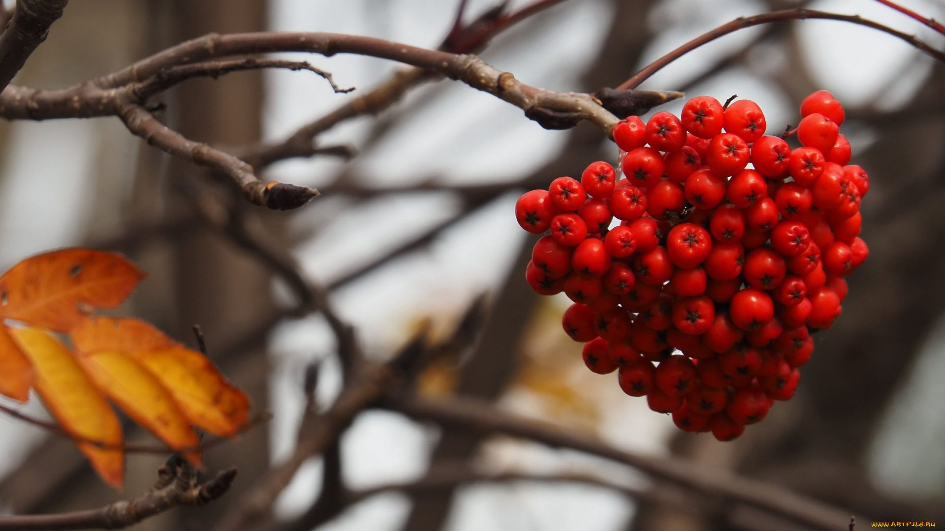 природа, ягоды, , рябина, ветка, рябина, гроздь