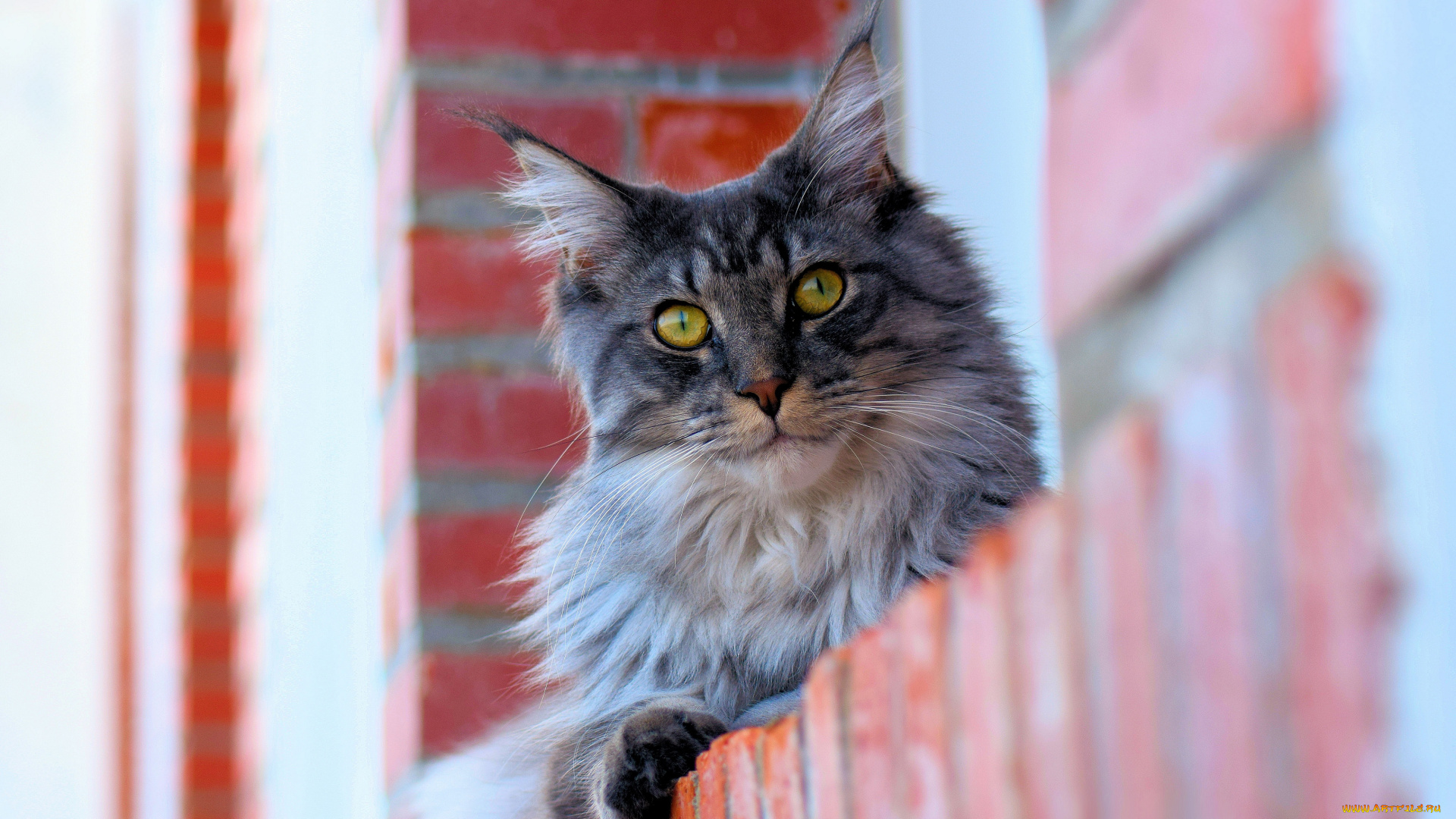 животные, коты, кот, кошка