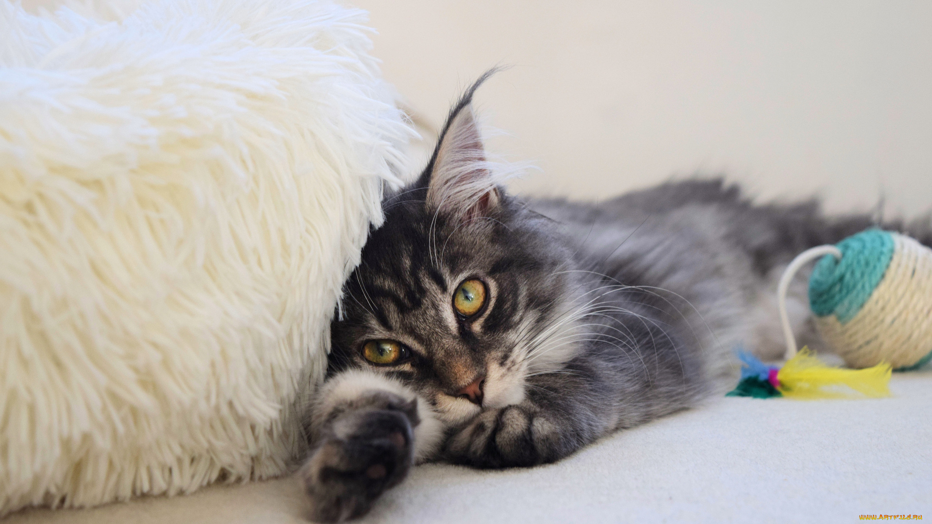 животные, коты, кот, кошка