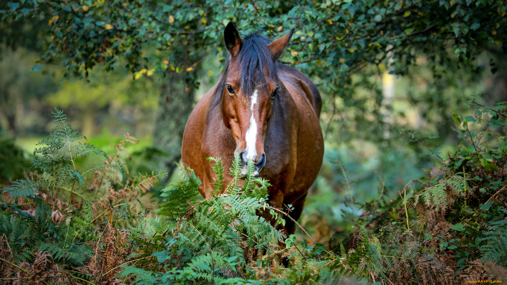 животные, лошади, лошадь
