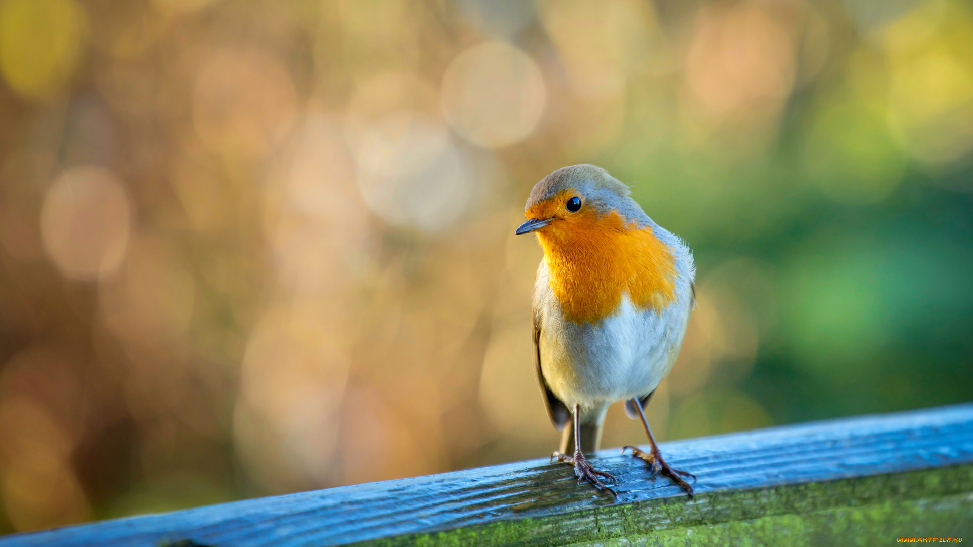 животные, синицы, , лазоревки, птица