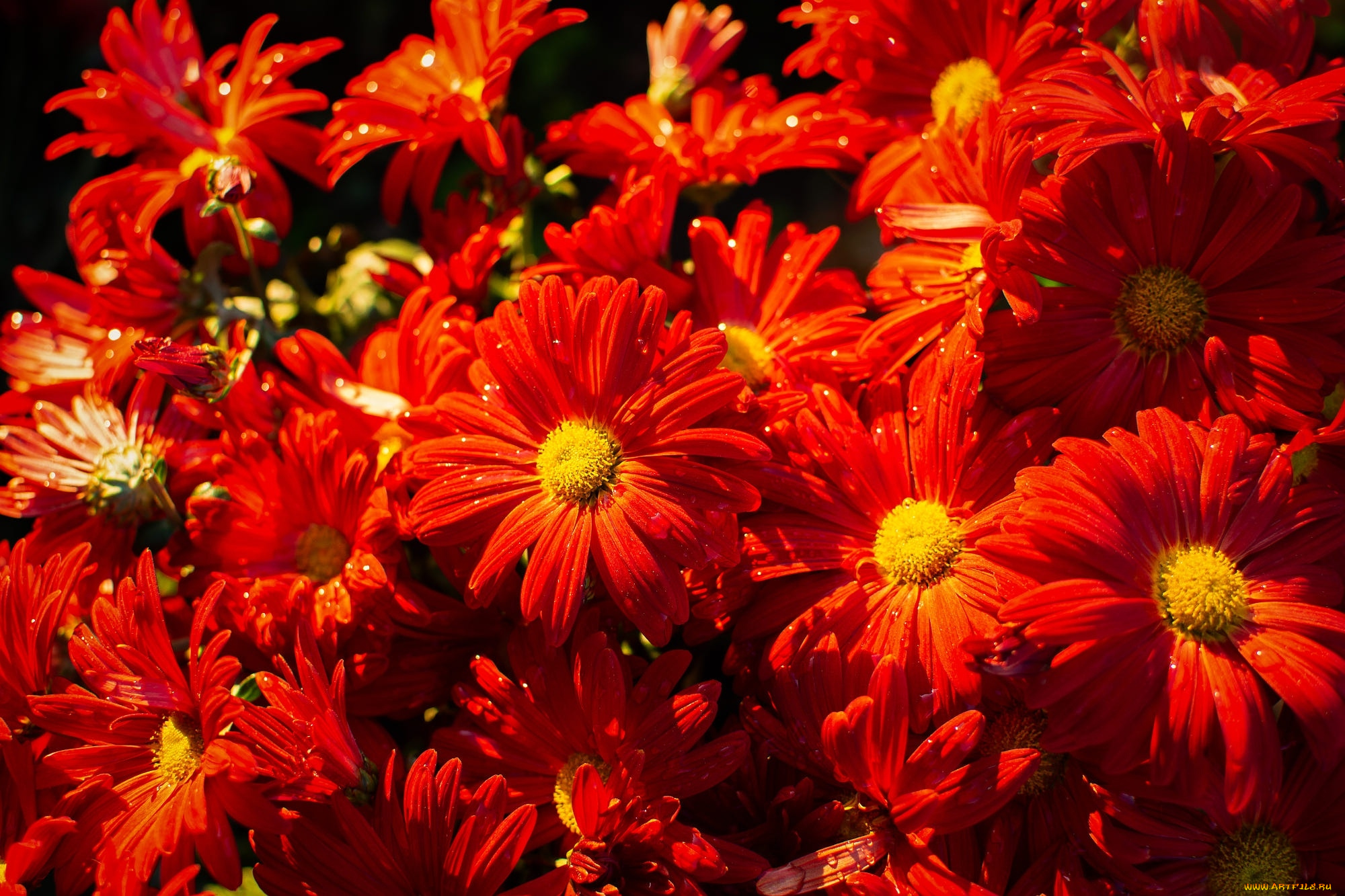 цветы, хризантемы, алые, много