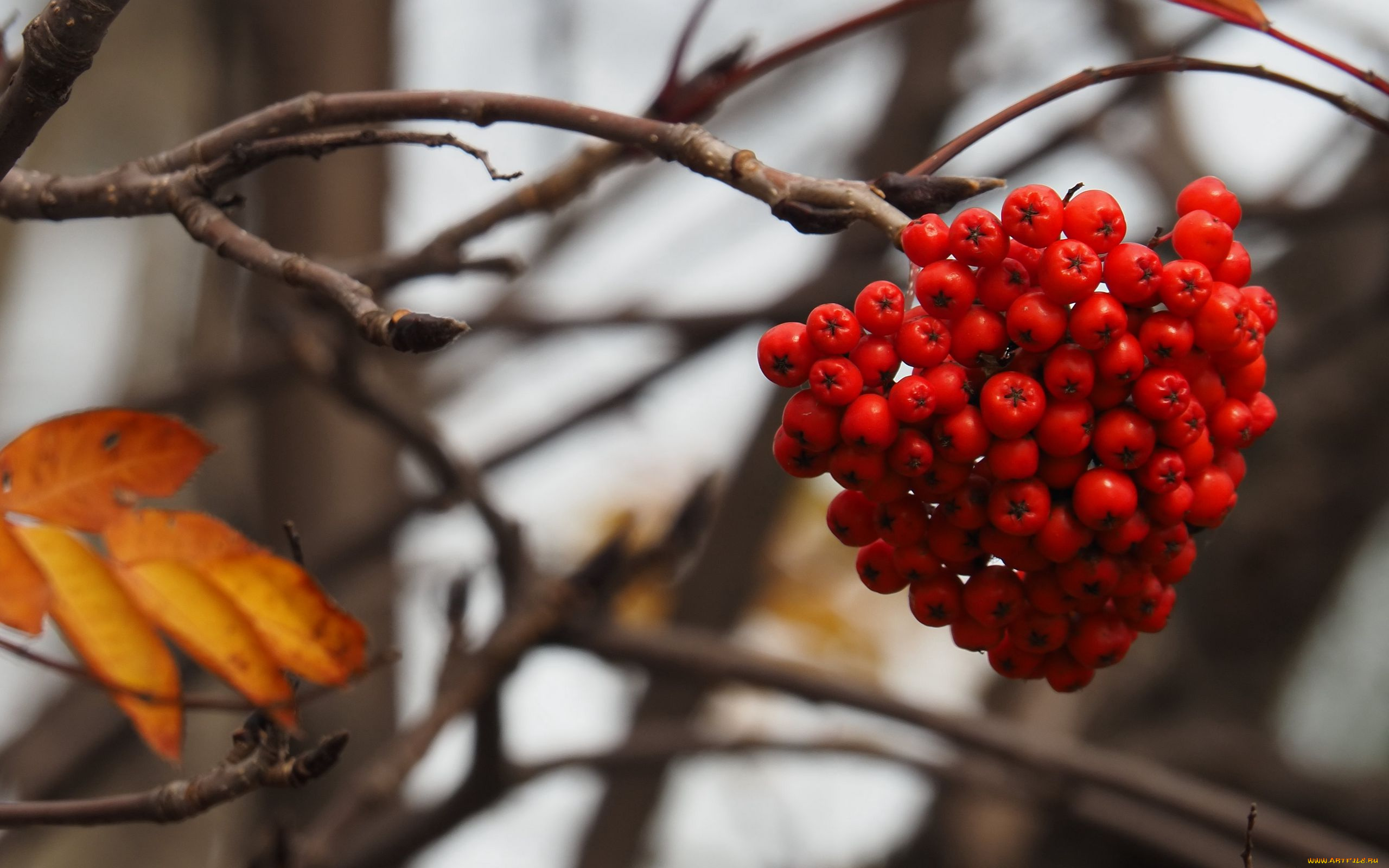 природа, ягоды, , рябина, ветка, рябина, гроздь