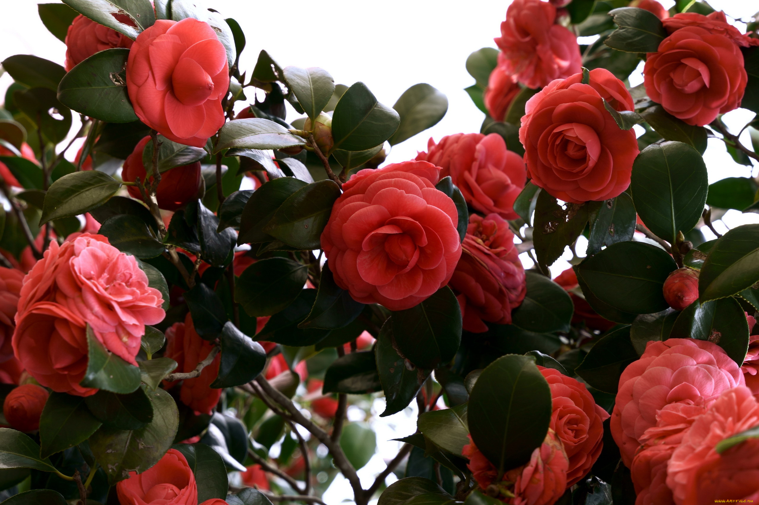 цветы, камелии, куст, красные, много