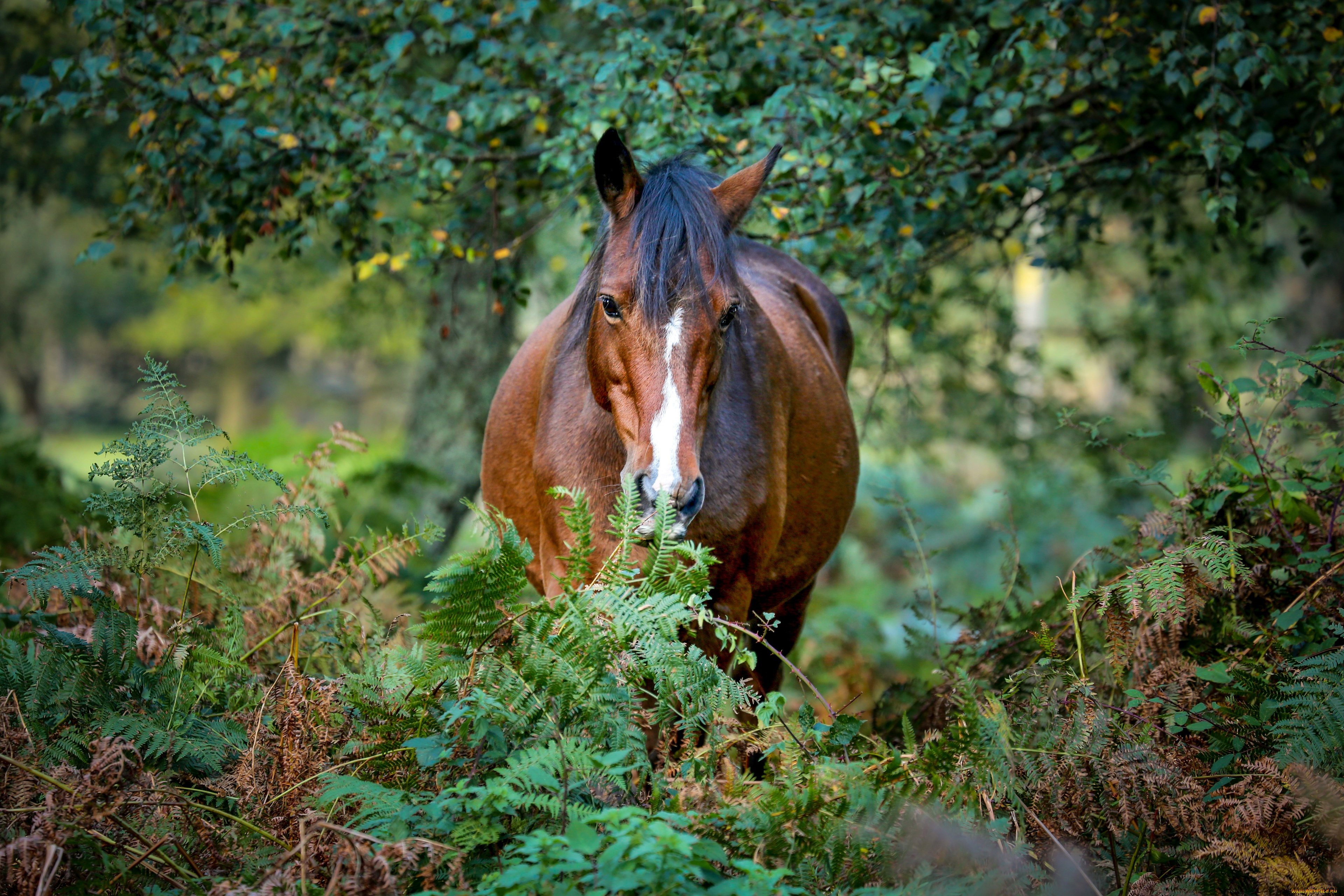 животные, лошади, лошадь