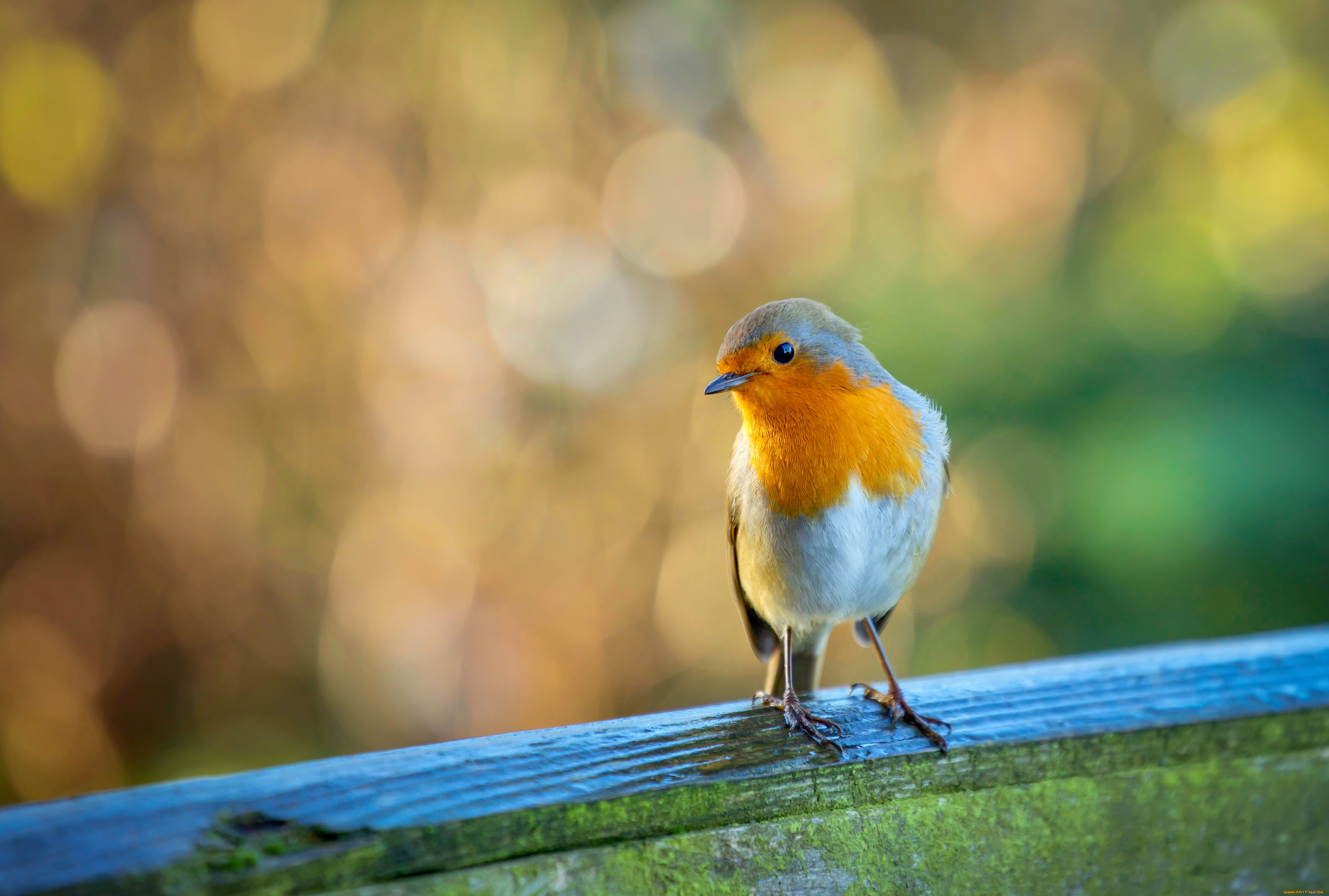 животные, синицы, , лазоревки, птица