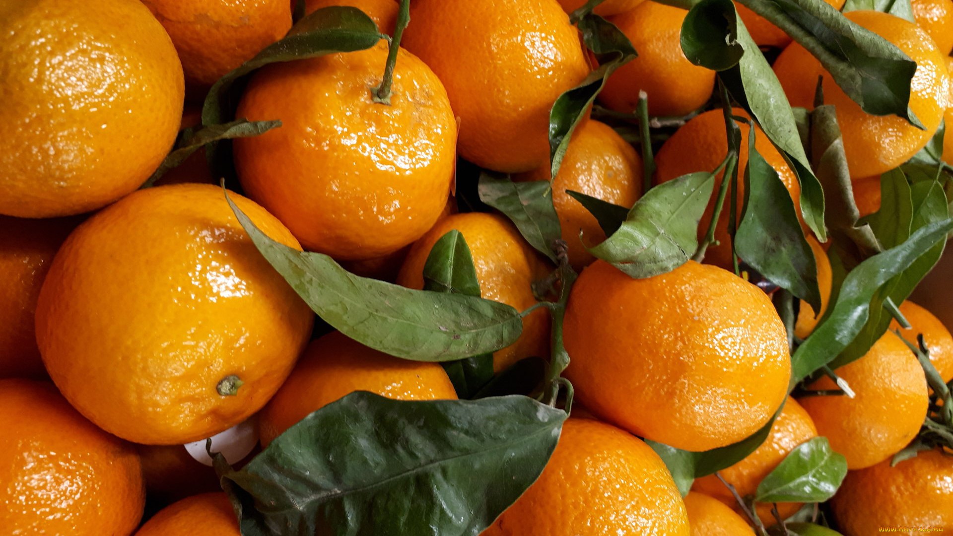 еда, цитрусы, клементины