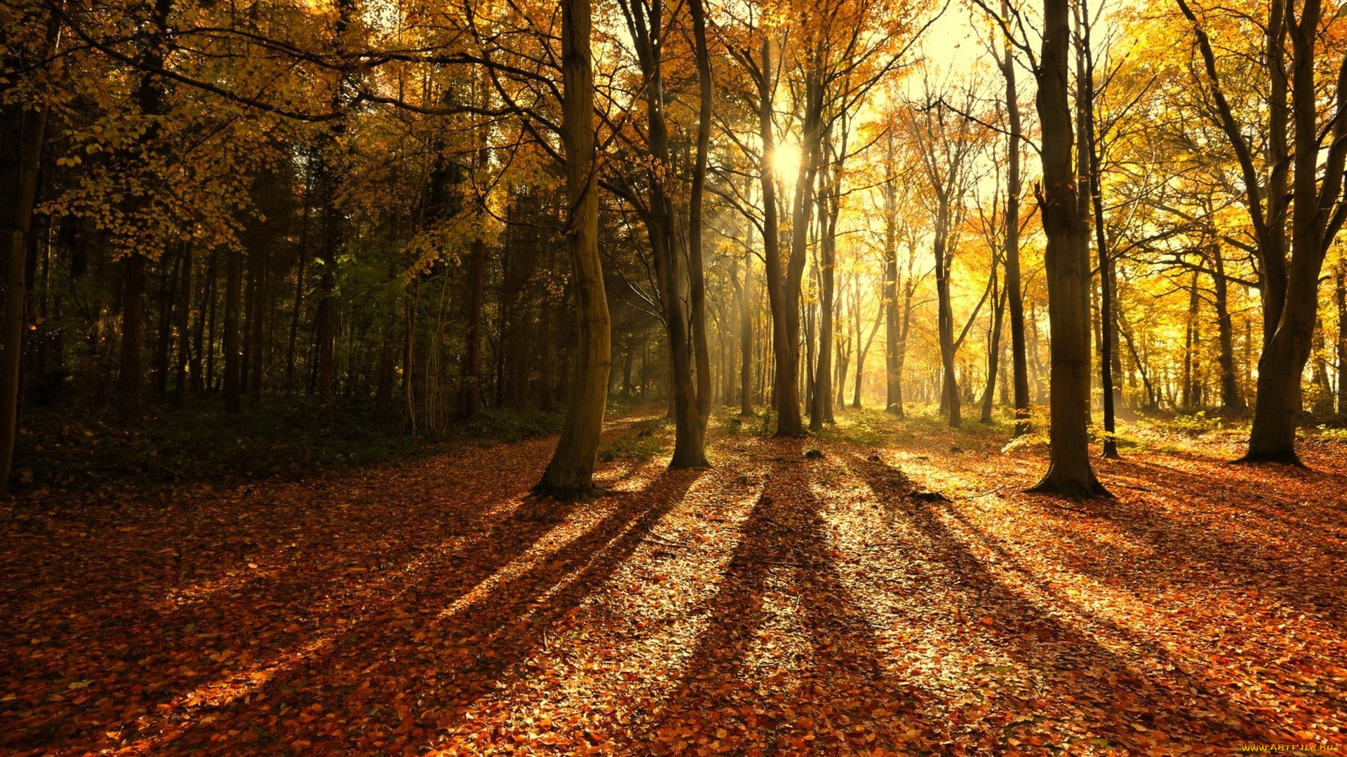 природа, лес, листья, осень