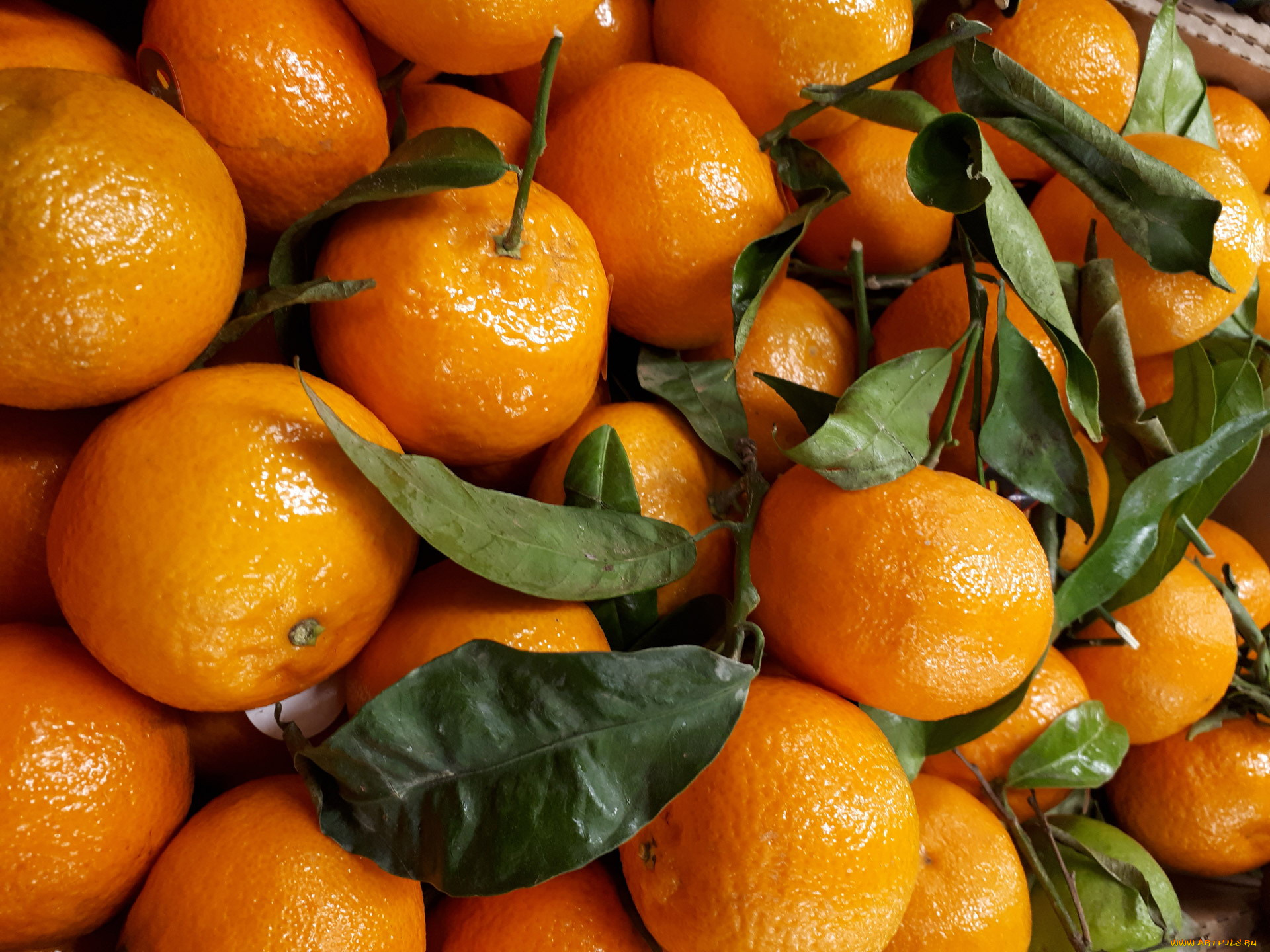 еда, цитрусы, клементины