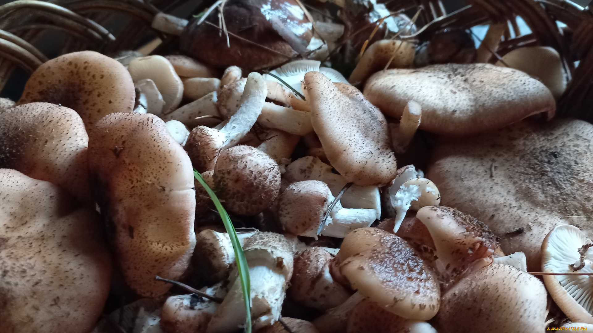 еда, грибы, , грибные, блюда, опята