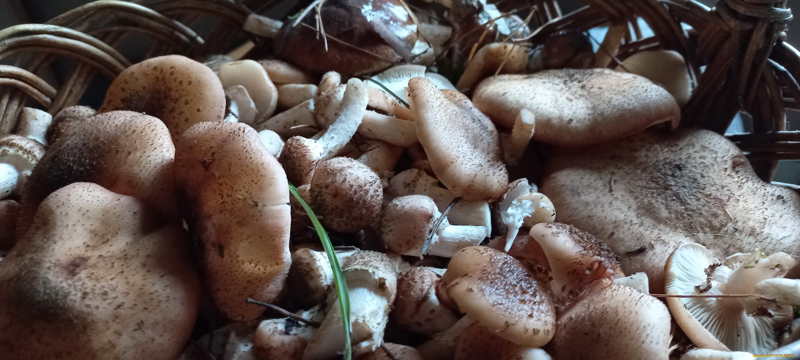 еда, грибы, , грибные, блюда, опята