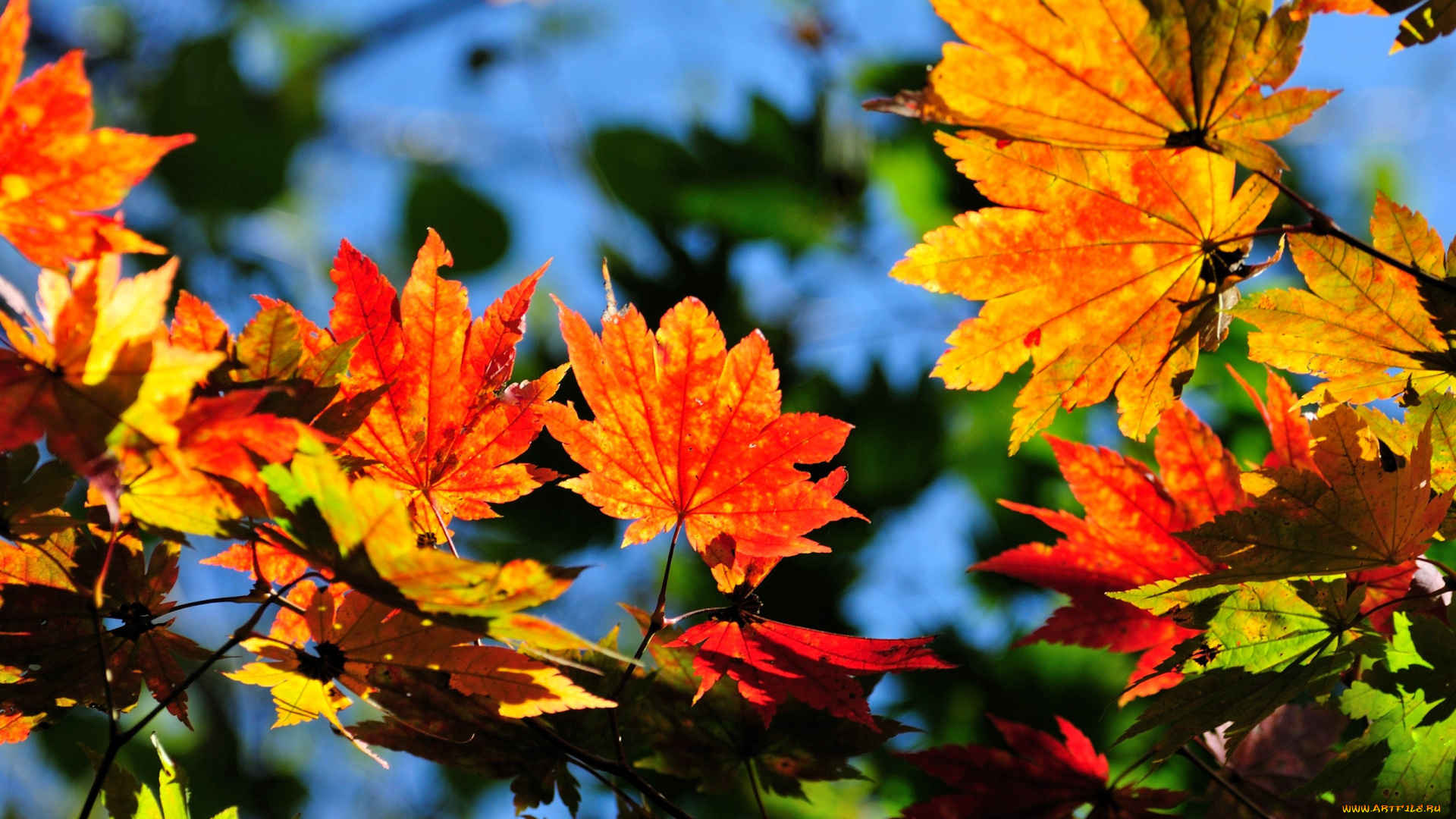 природа, листья, клен, осень, дерево, ветки, небо