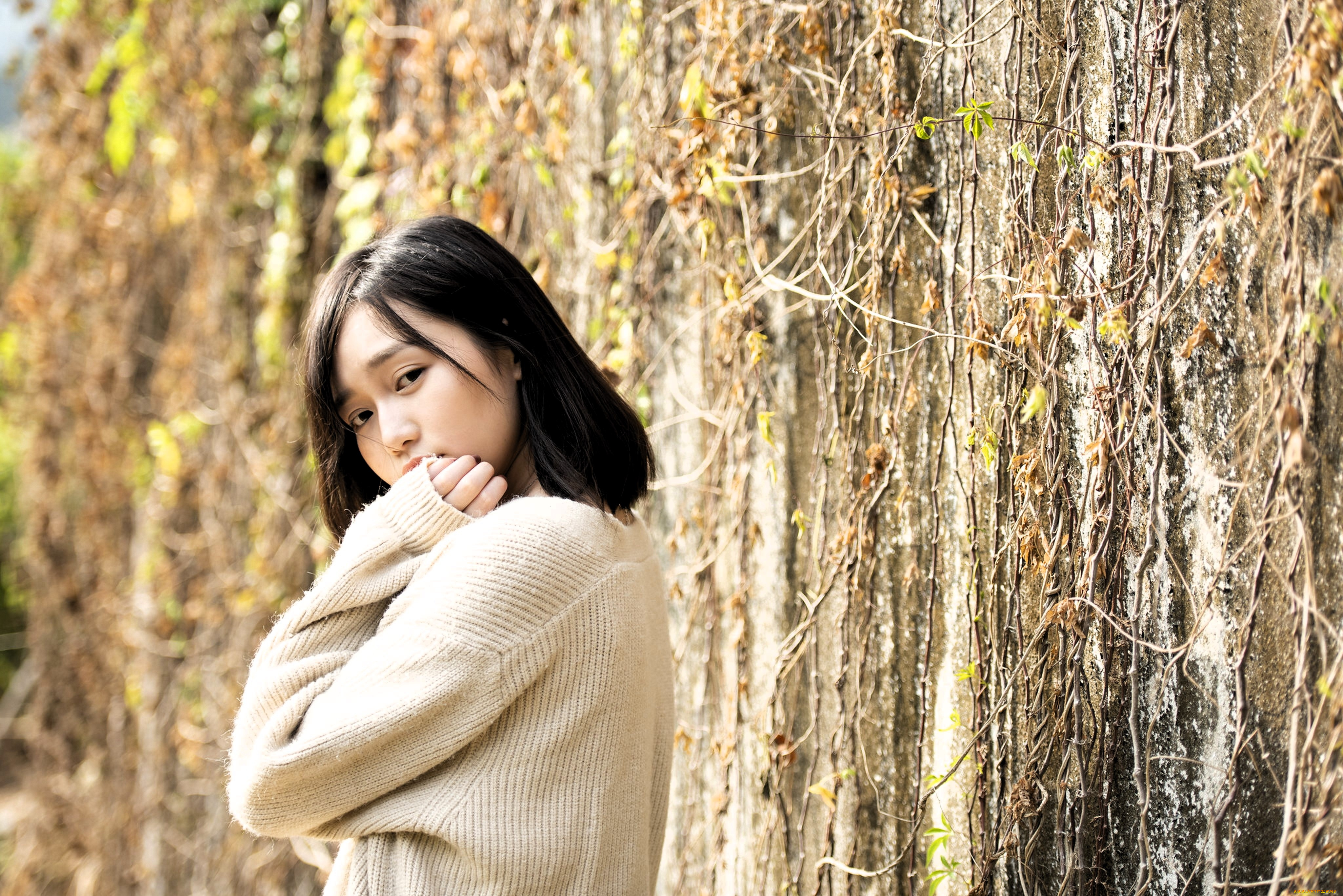 девушки, -, азиатки, брюнетка, свитер, стена, растения, ветки